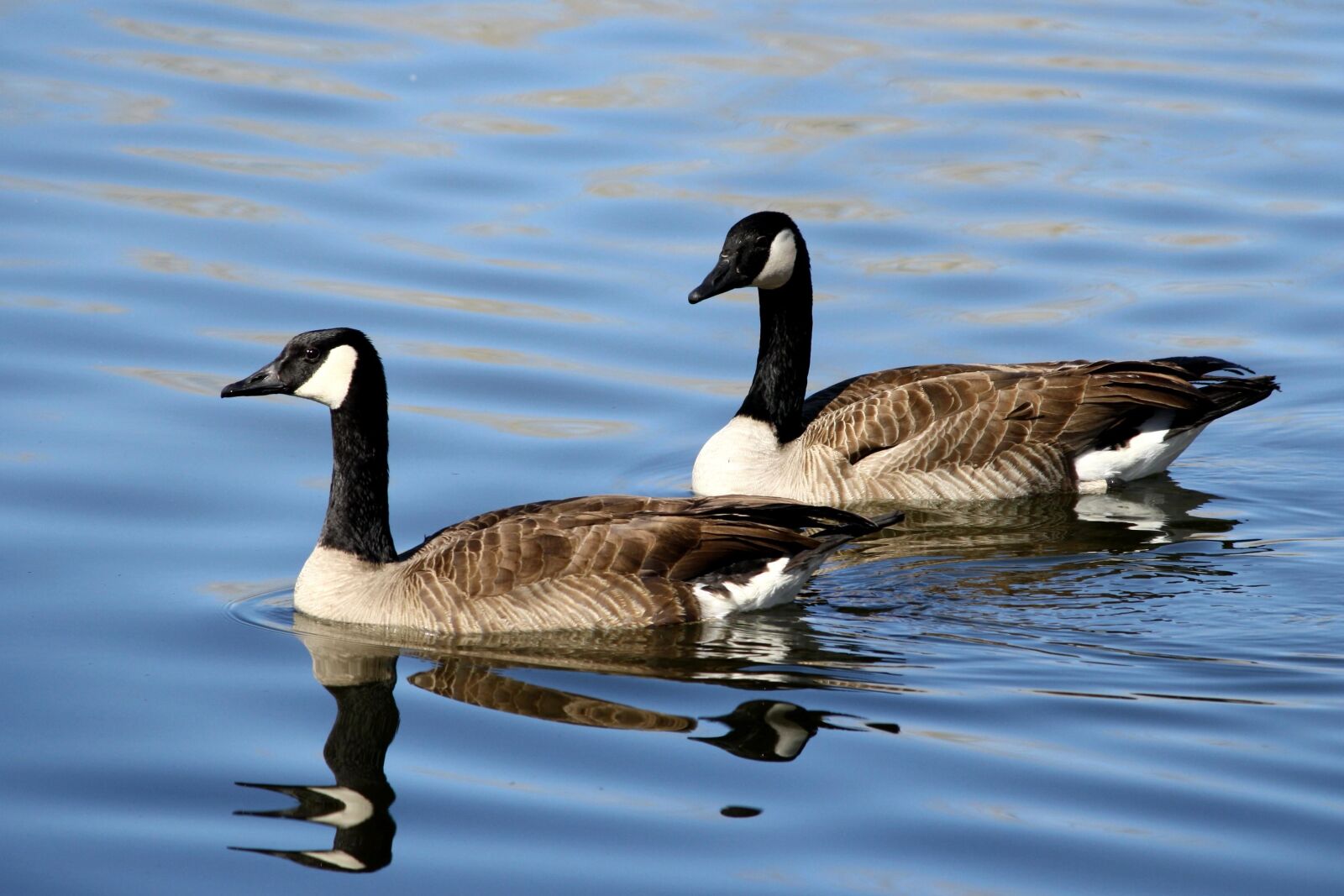 Canon EOS 1000D (EOS Digital Rebel XS / EOS Kiss F) + f/4-5.6 IS II sample photo. Birds pair, canadian geese photography