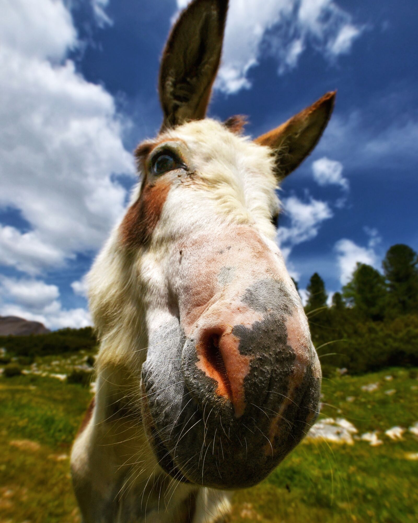 Nikon D3100 sample photo. Donkey, animal, head photography