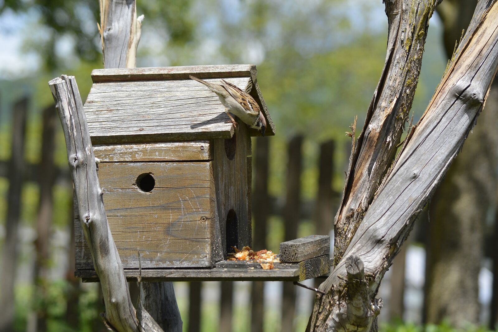 Nikon D5200 sample photo. Sparrow, bird, birds house photography