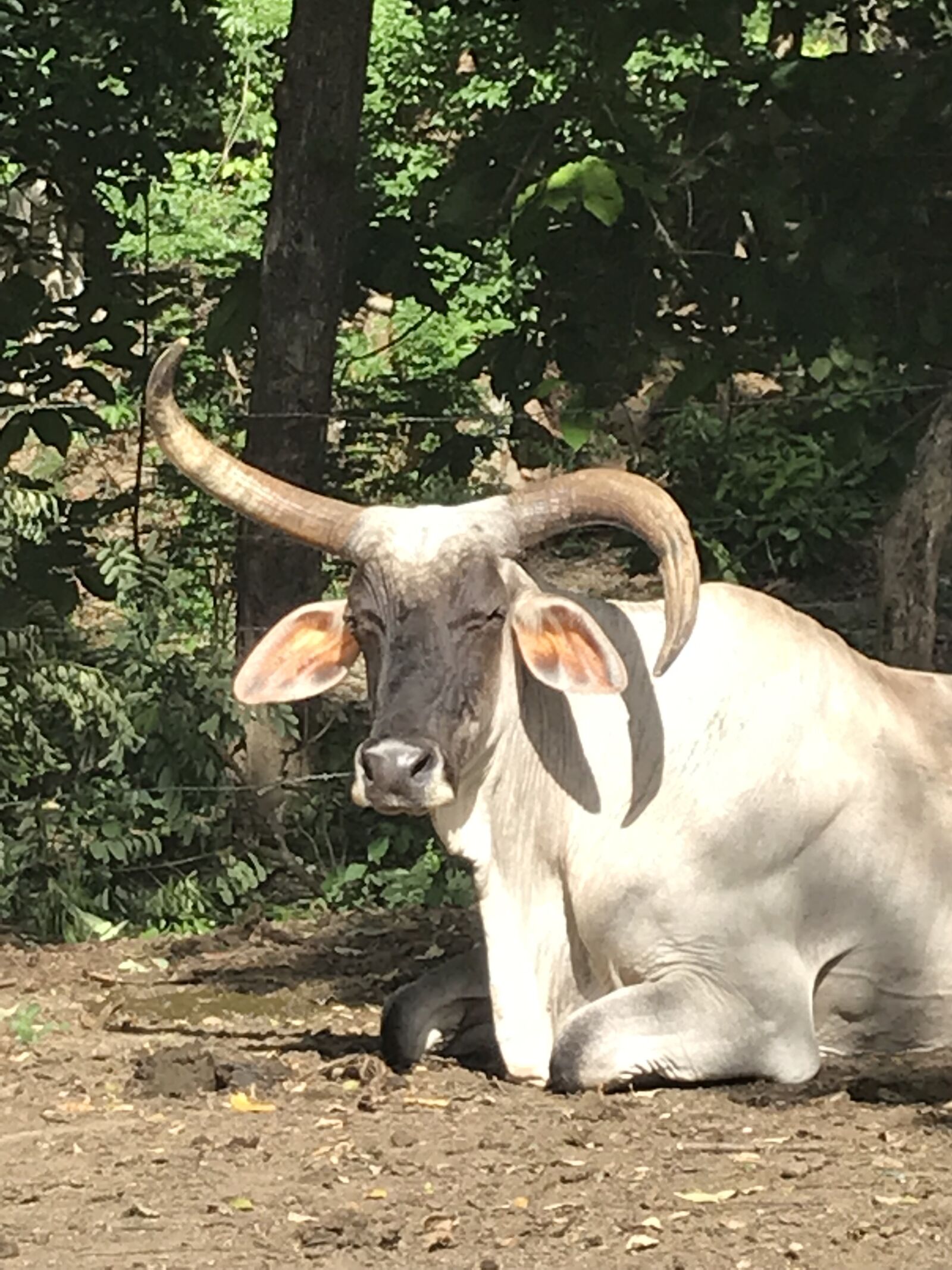 iPhone 7 back camera 3.99mm f/1.8 sample photo. Cow, nicaragua, sjds photography