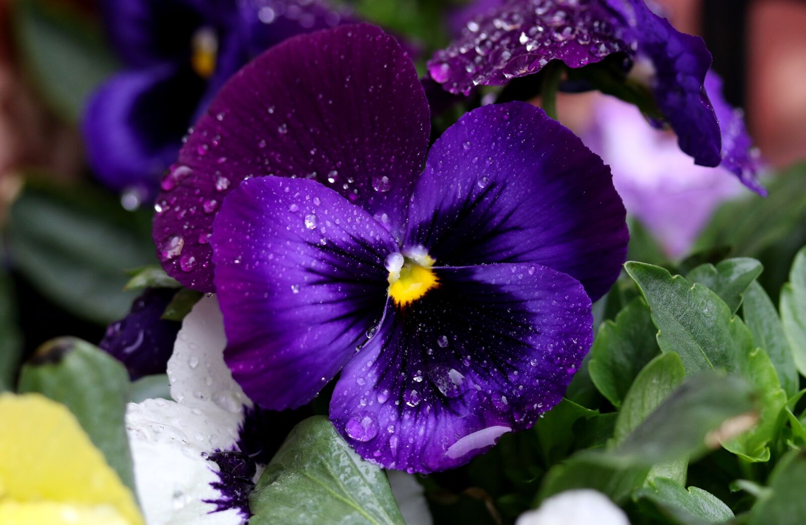 Canon EF-S 60mm F2.8 Macro USM sample photo. Pansy, blue, flower photography