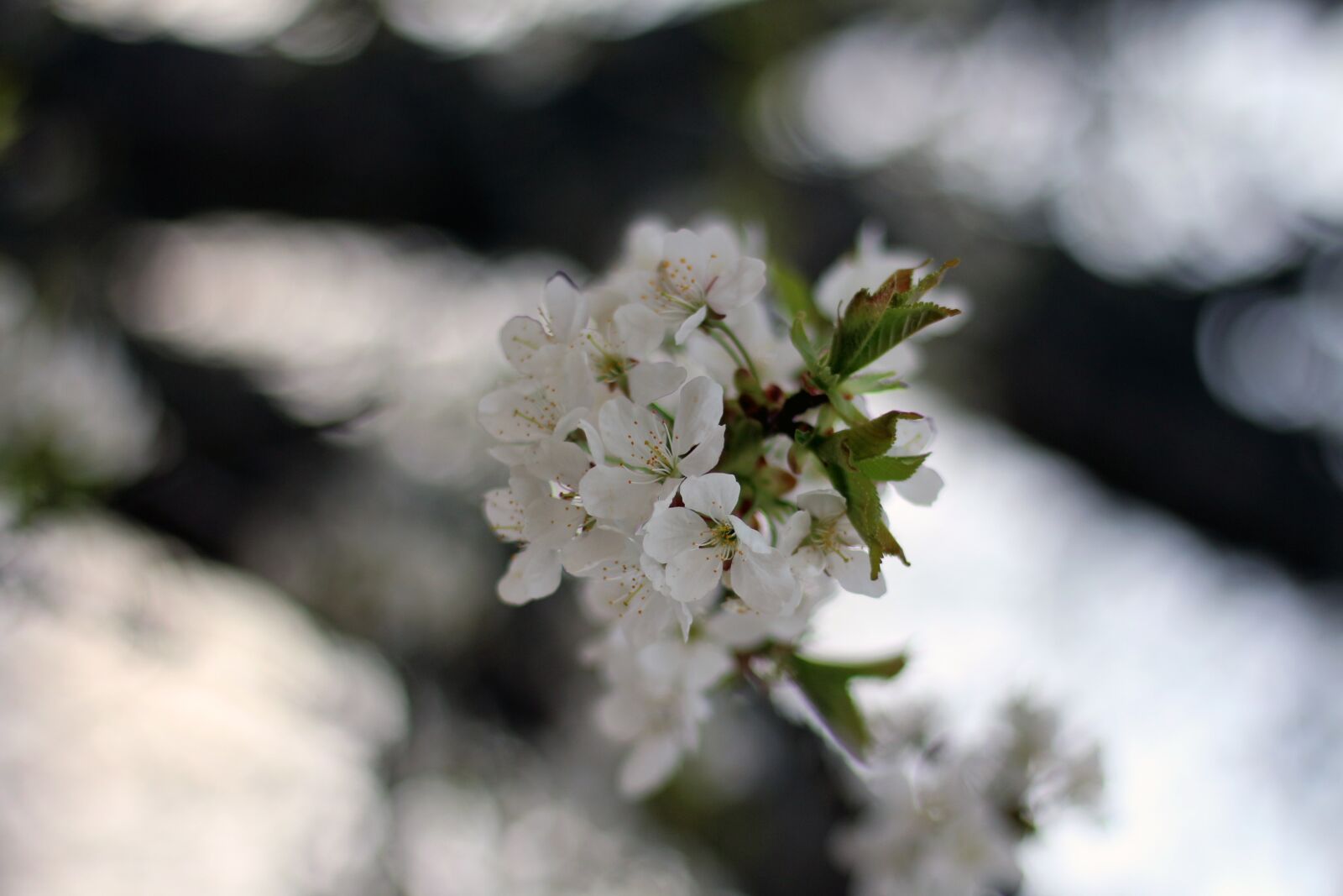 Canon EOS 650D (EOS Rebel T4i / EOS Kiss X6i) + Canon EF 50mm F1.8 STM sample photo. Flower, flowers, spring photography