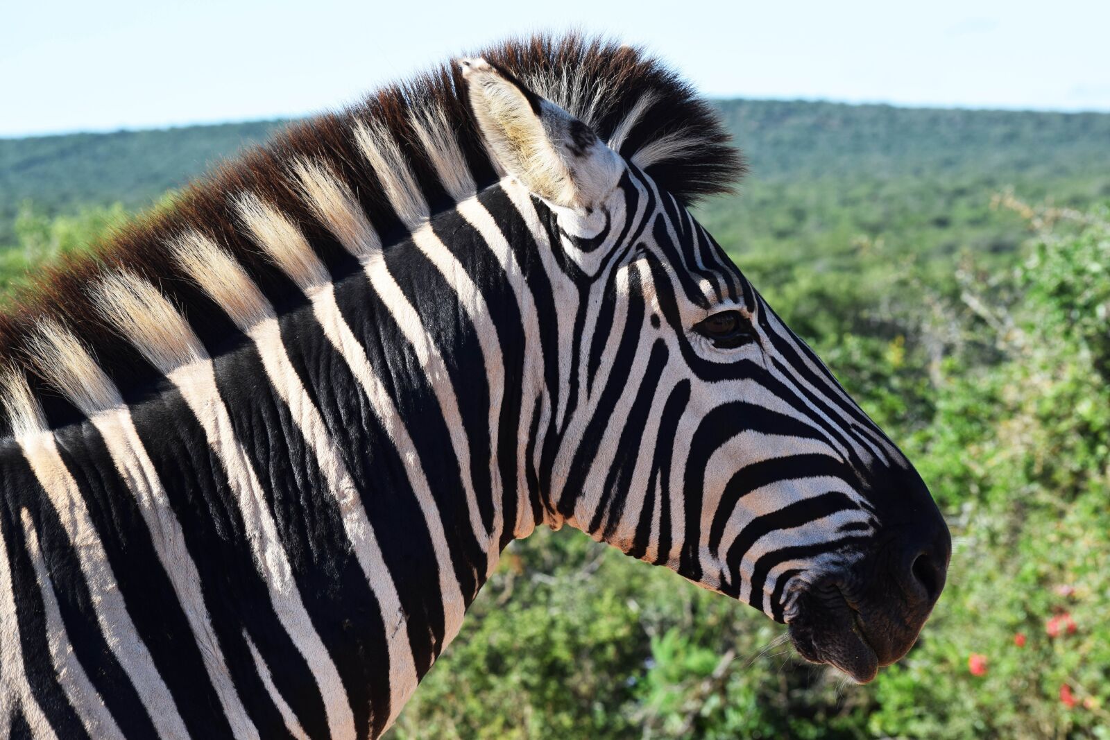 Nikon D3300 sample photo. Zebra, animal, stripes photography
