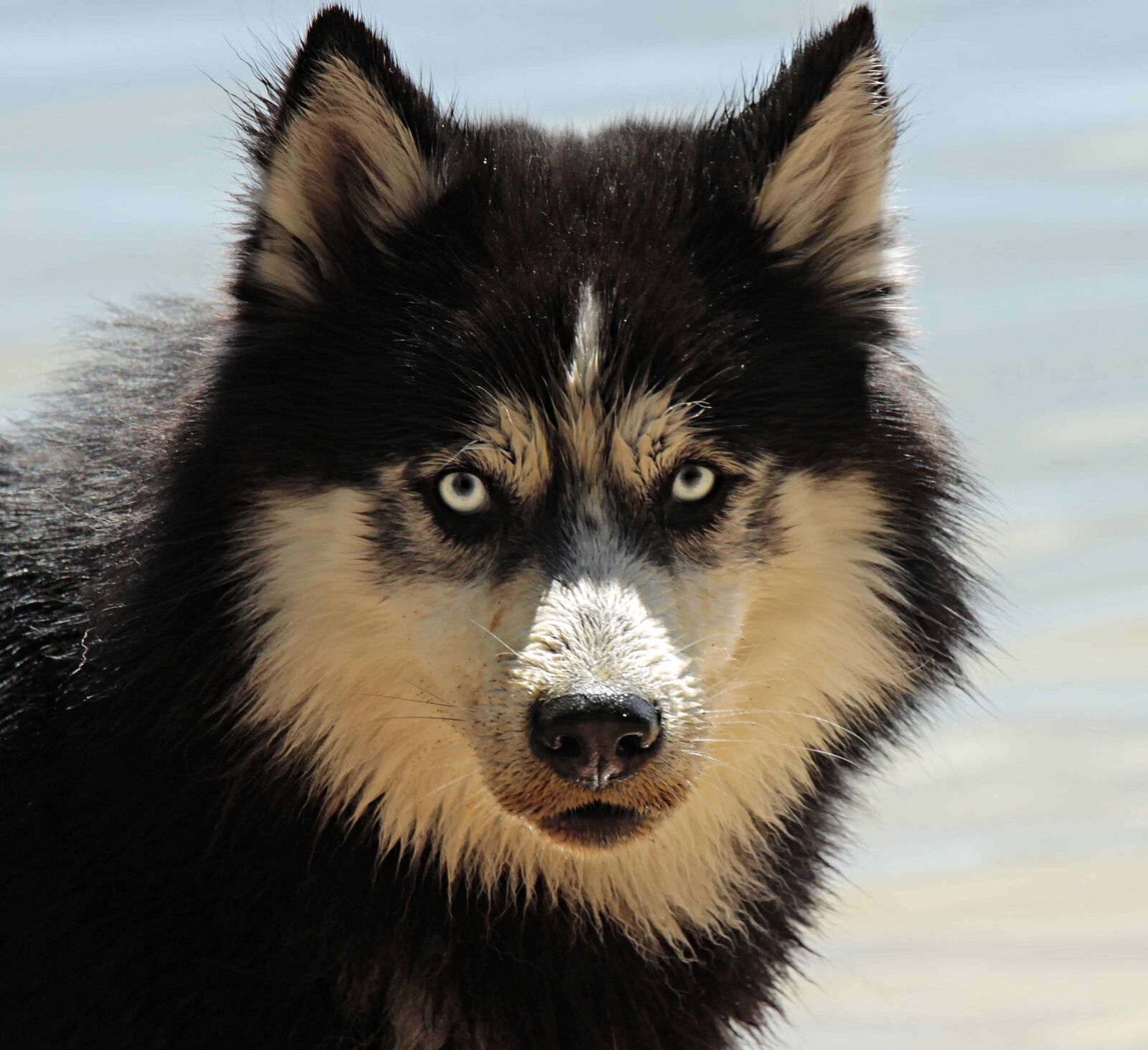 Canon EOS 100D (EOS Rebel SL1 / EOS Kiss X7) sample photo. Black dog, animal, portrait photography