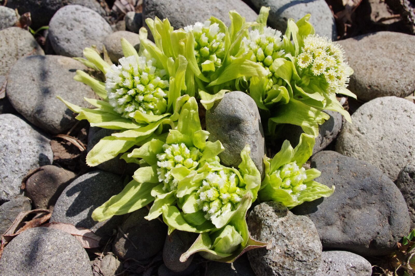 Pentax K-r sample photo. Butterbur, sprouts, spring photography