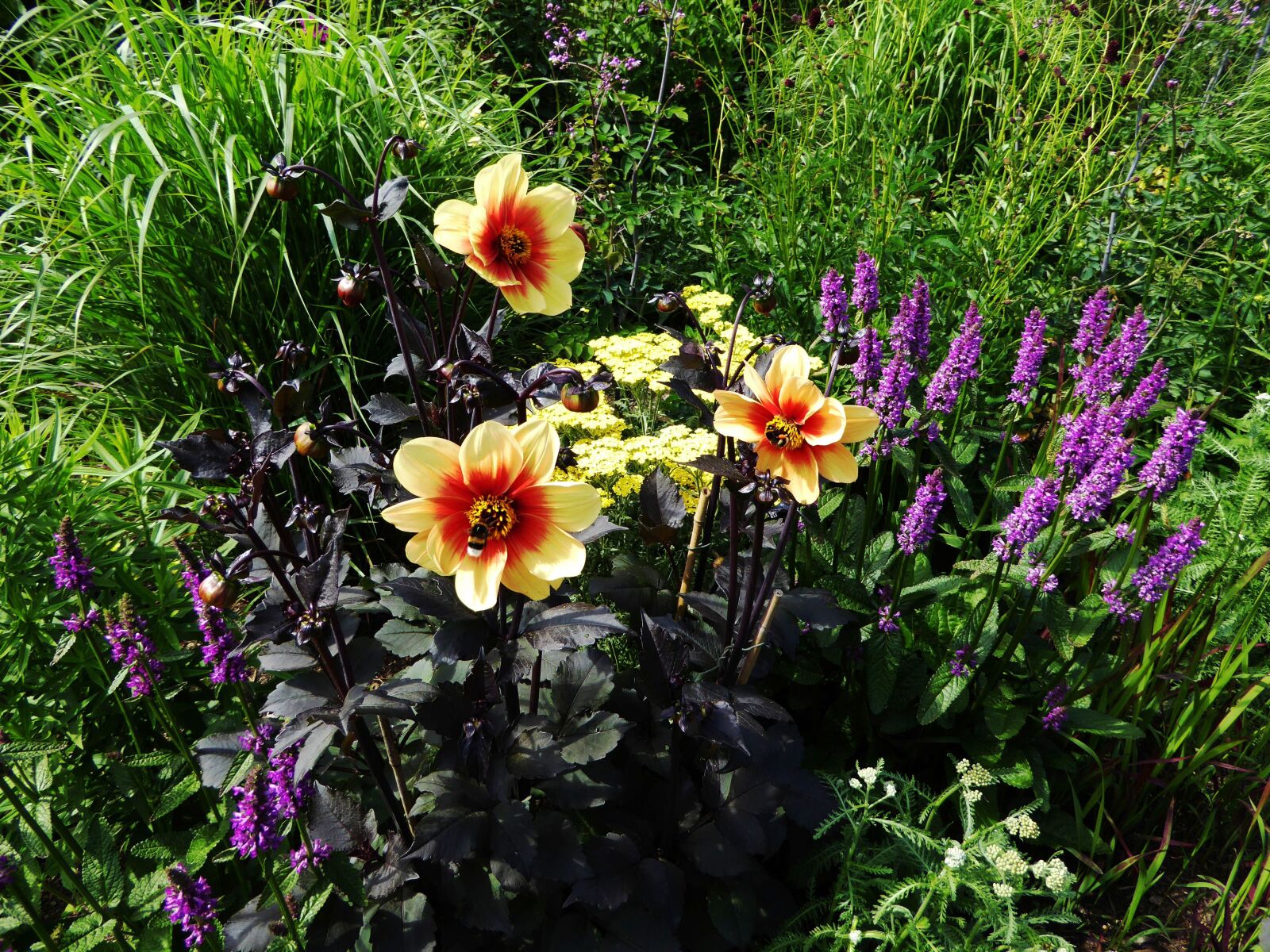 Panasonic DMC-TZ61 sample photo. Art garden, flower bed photography