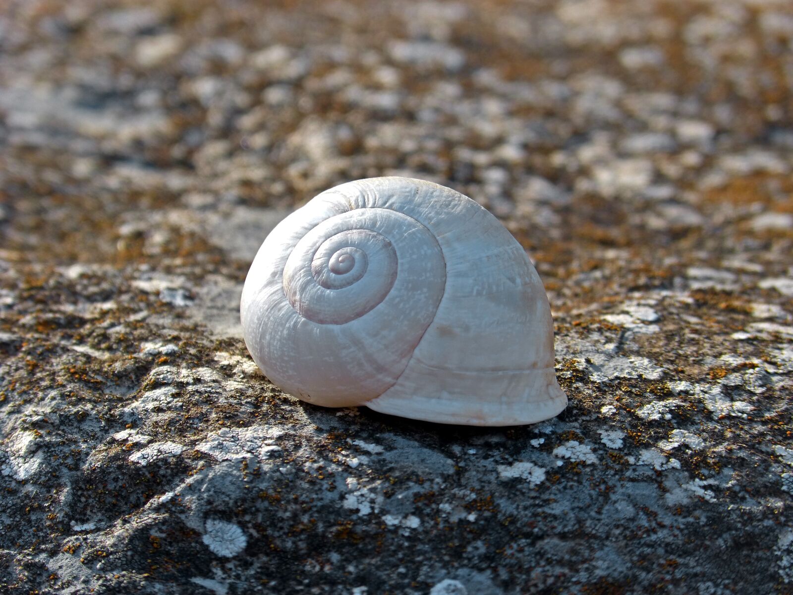 Panasonic DMC-FZ62 sample photo. Snail, spiral, stone photography