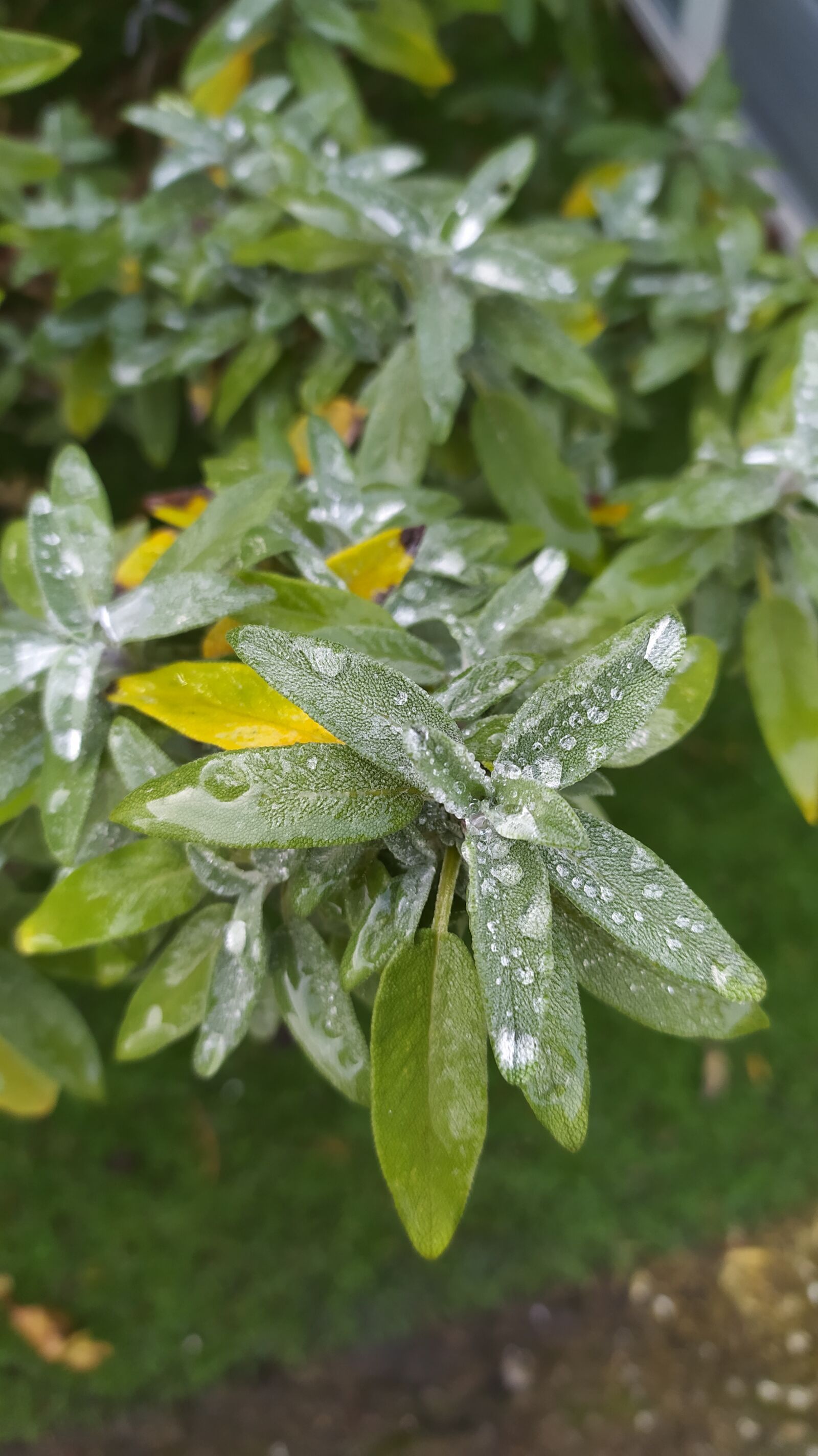 Xiaomi Redmi Note 8T sample photo. Plant, sage, drops of photography