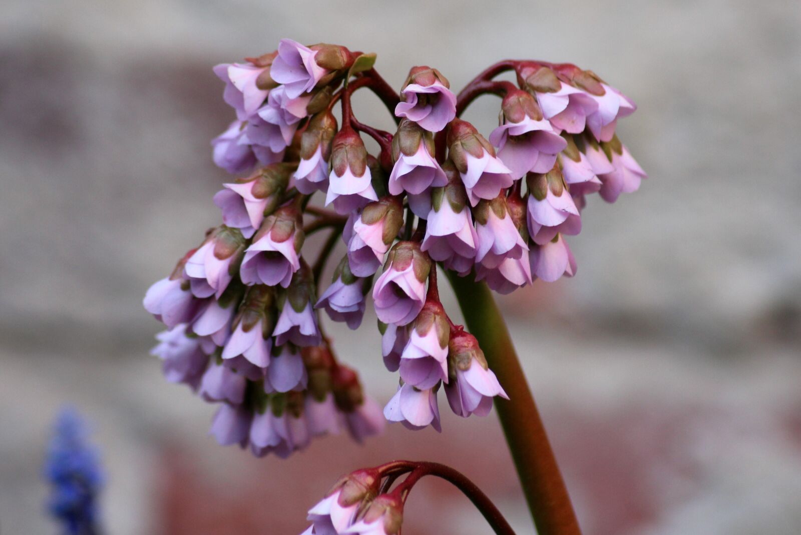 Canon EOS 1200D (EOS Rebel T5 / EOS Kiss X70 / EOS Hi) sample photo. Bergenia, flower, plant photography