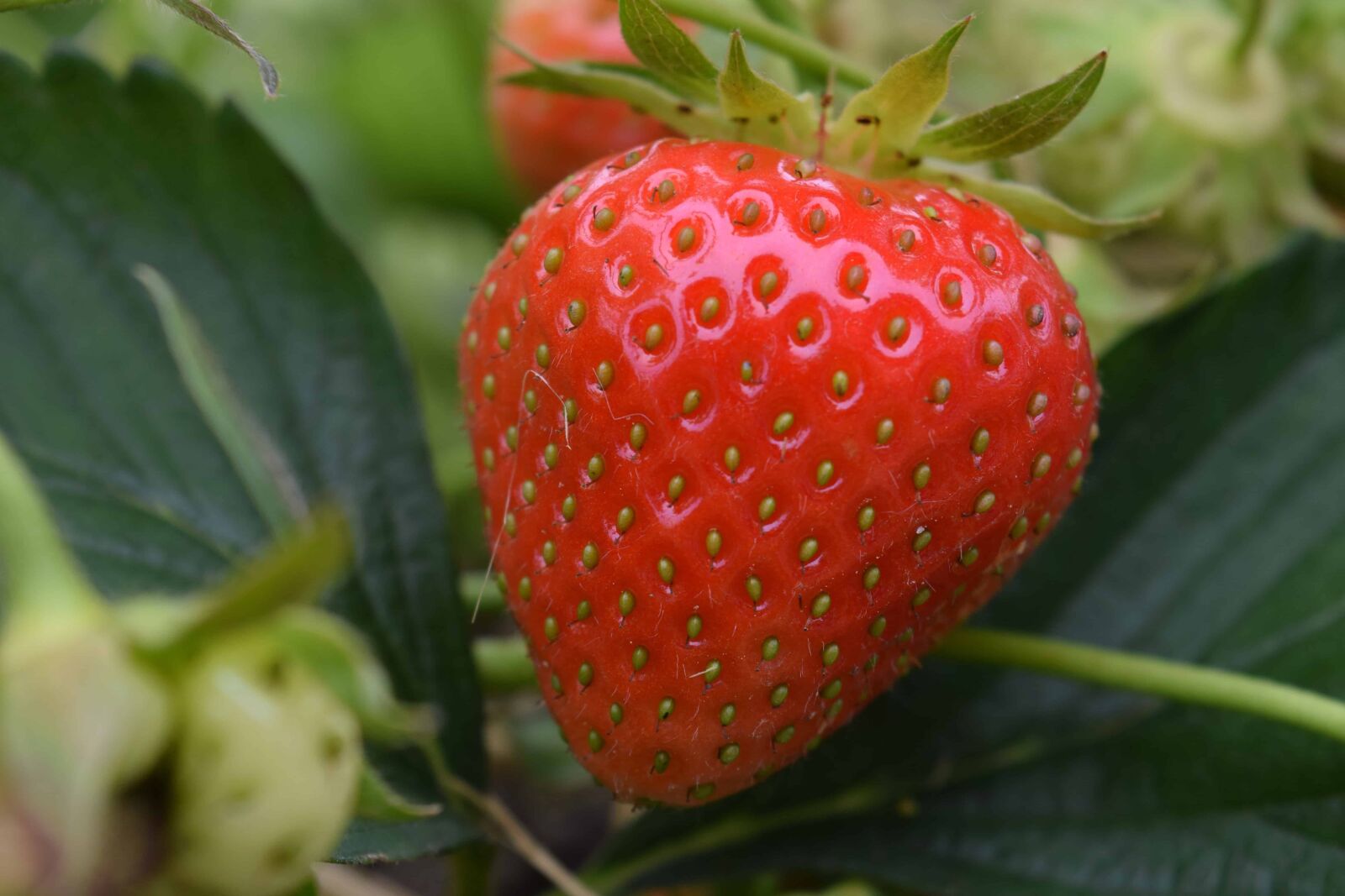 Nikon D3300 sample photo. Leaf, food, berry, fruit photography
