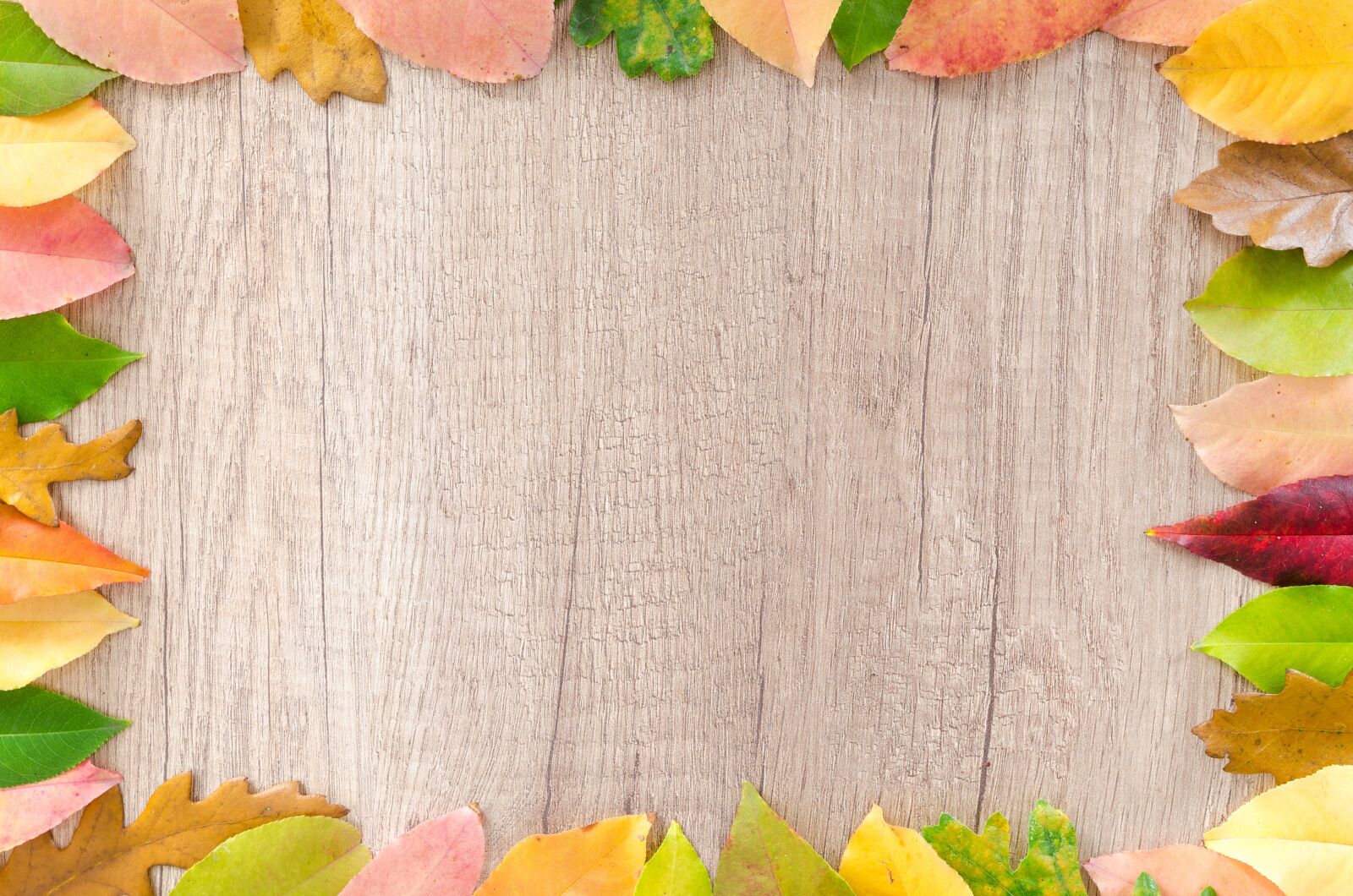 Nikon D5100 sample photo. Autumn, orange, nature photography