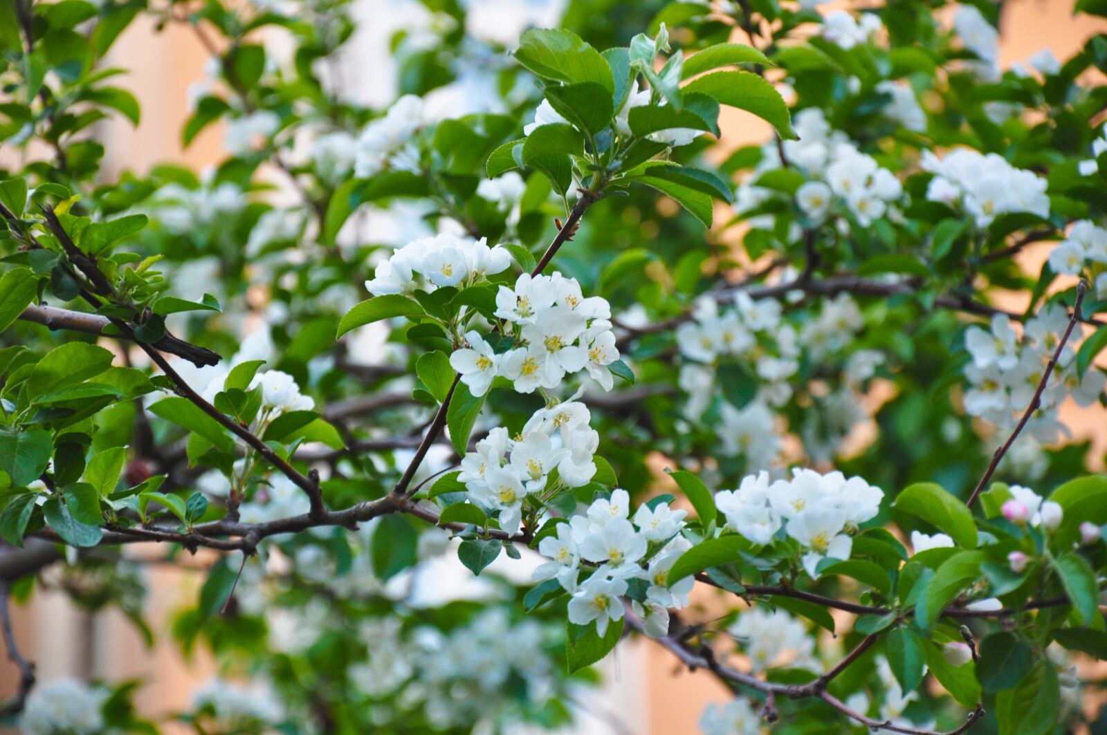 Nikon D90 sample photo. Spring, bloom, flowers photography