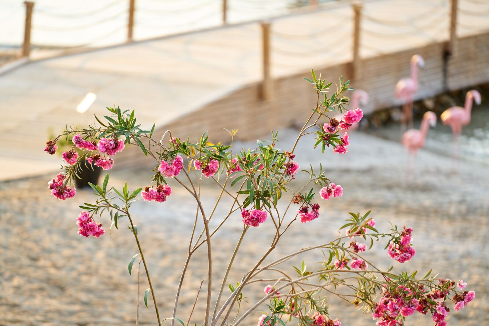 Sony FE 70-200mm F4 G OSS sample photo. Flower, summer, holiday photography