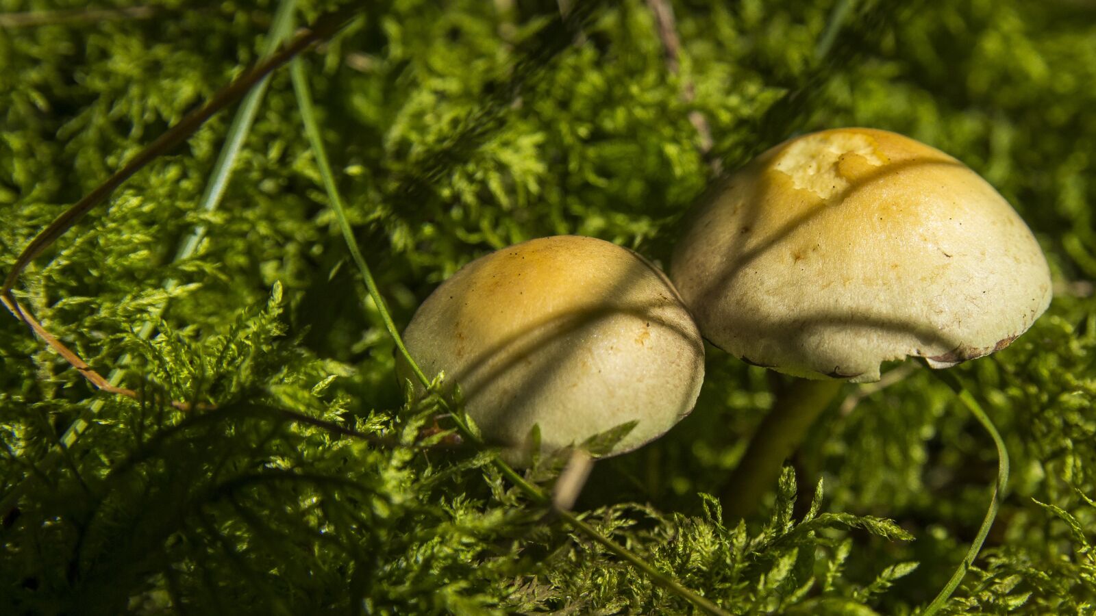 Canon EOS 650D (EOS Rebel T4i / EOS Kiss X6i) sample photo. Mushroom, forest, autumn photography
