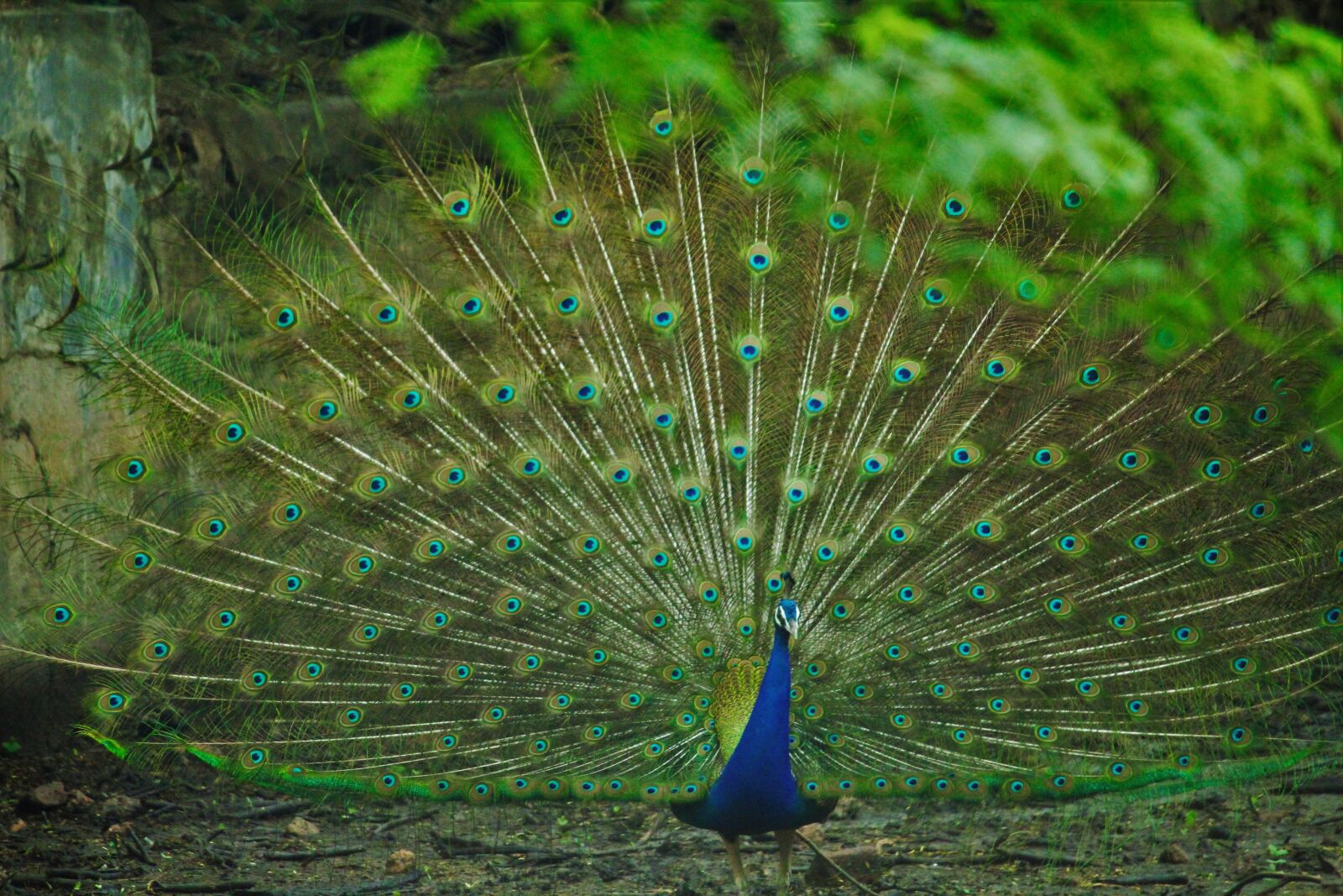 Canon EOS 1200D (EOS Rebel T5 / EOS Kiss X70 / EOS Hi) sample photo. Peacock, rain, peacock dancing photography