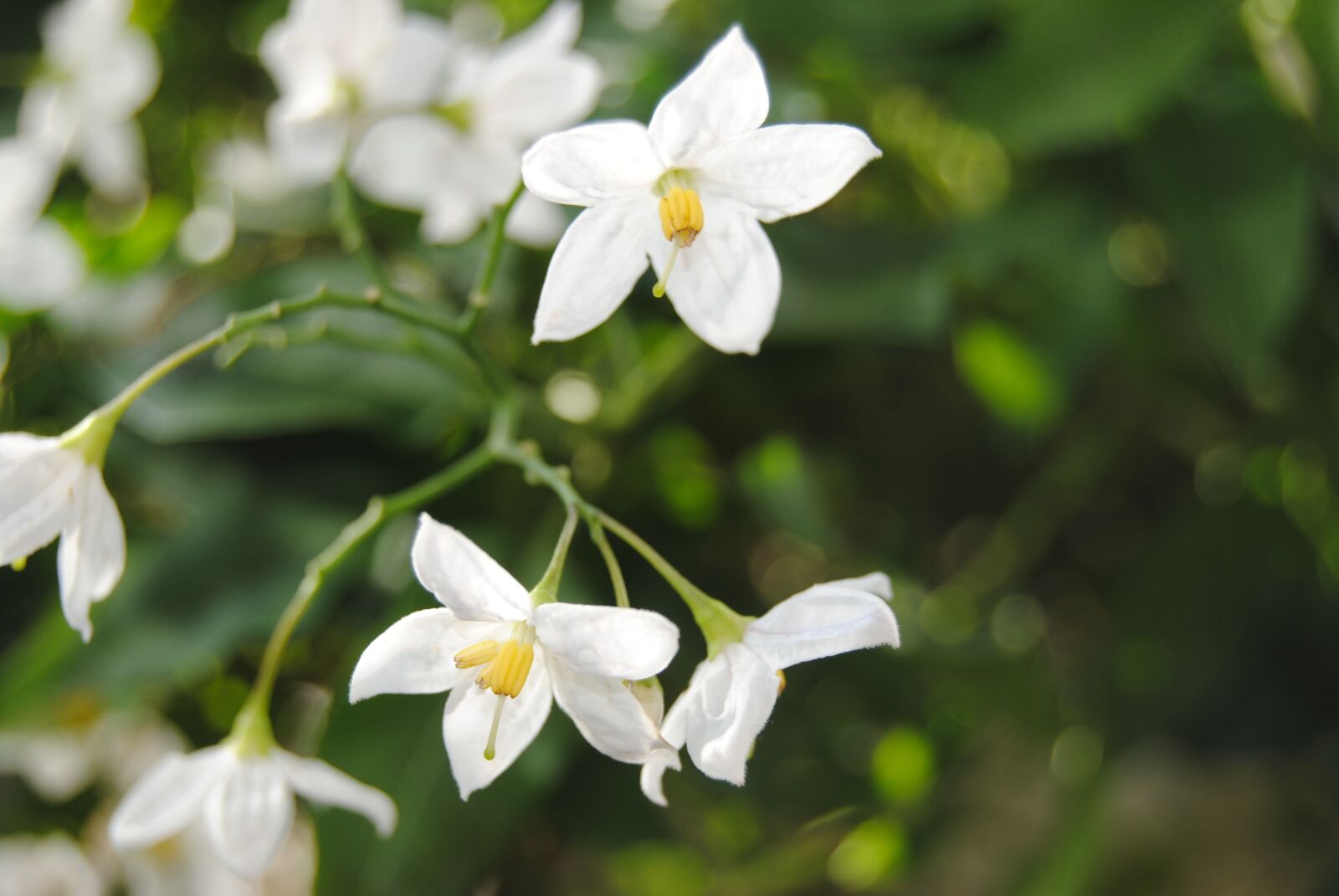Nikon D3000 sample photo. White, bloom, blossom photography