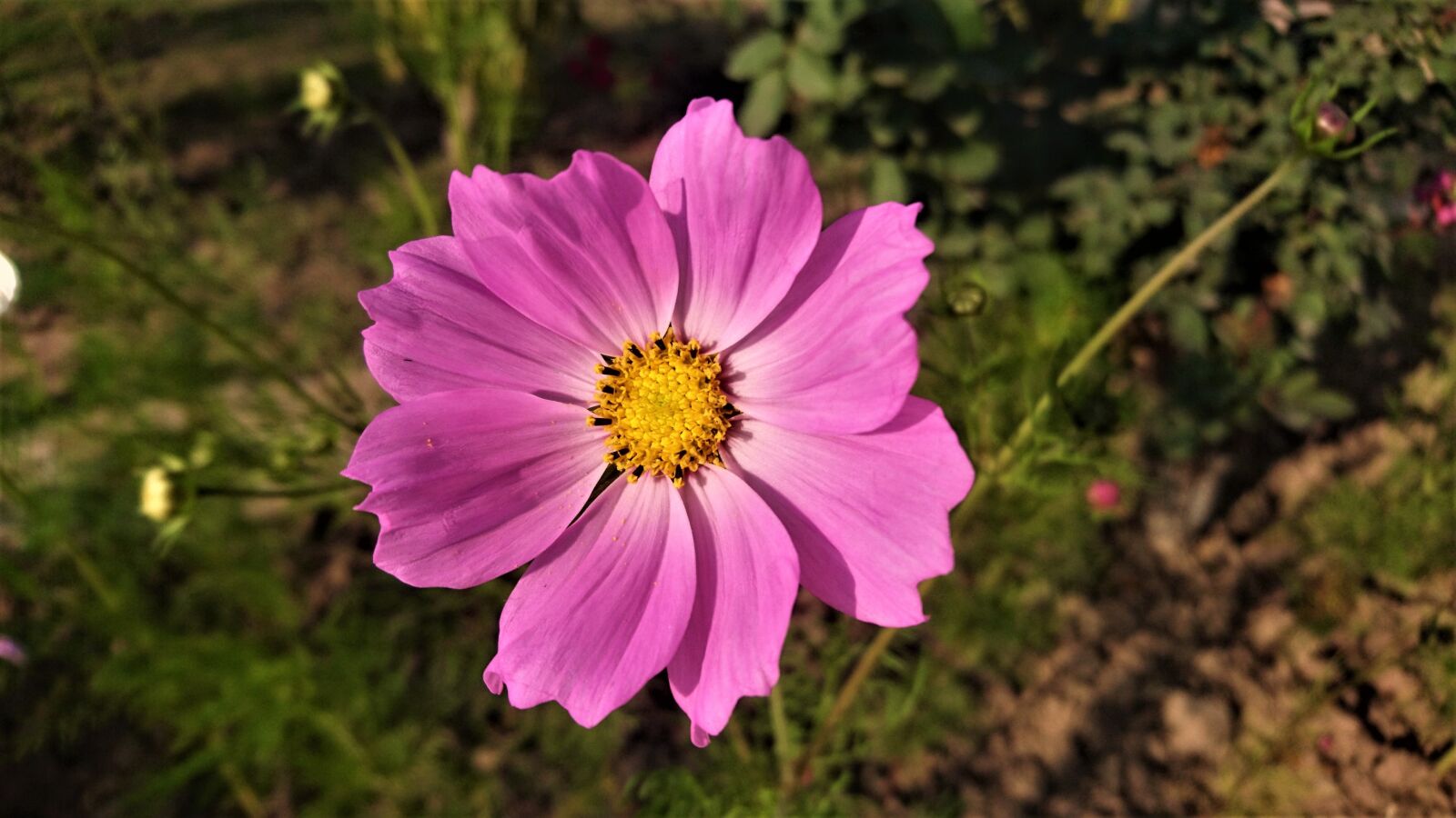 Sony Xperia Z5 sample photo. Flower, pink, floral photography