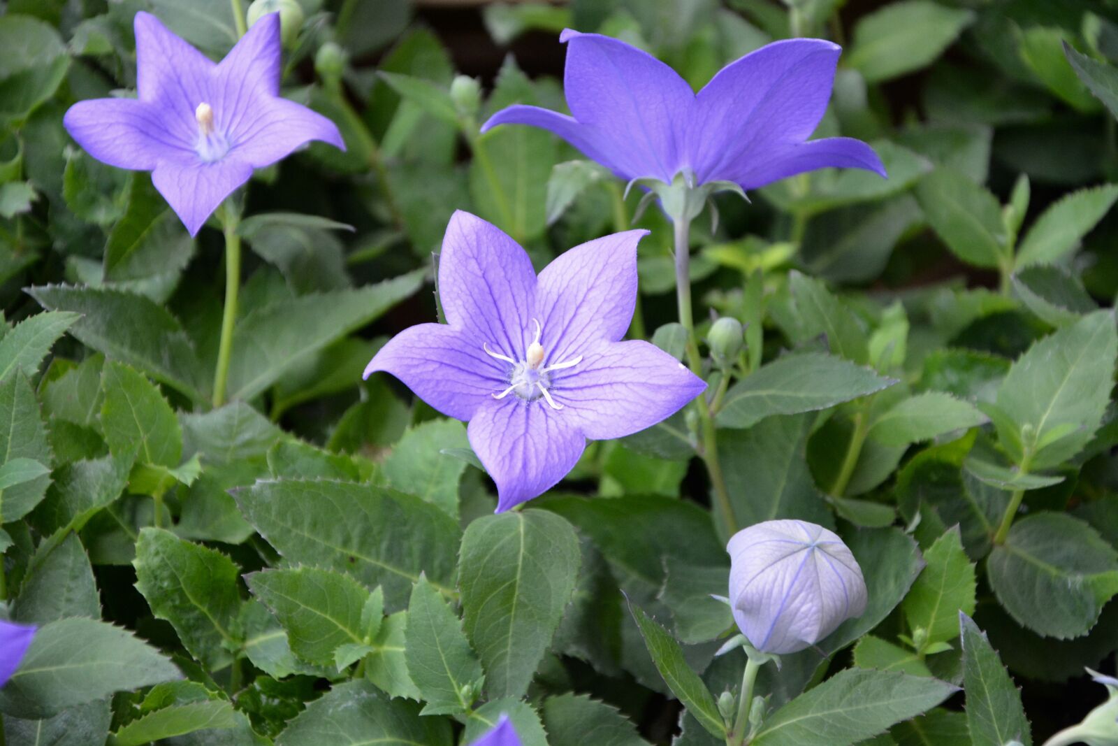 Nikon D5200 sample photo. Flowers violet, green foliage photography
