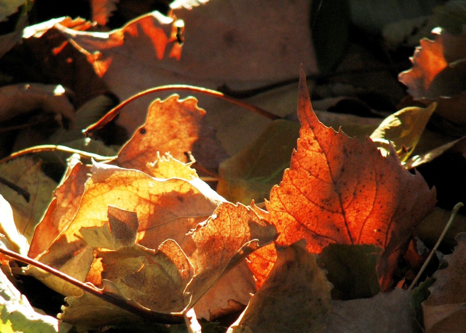 Canon POWERSHOT S3 IS sample photo. Autumn, leaf photography