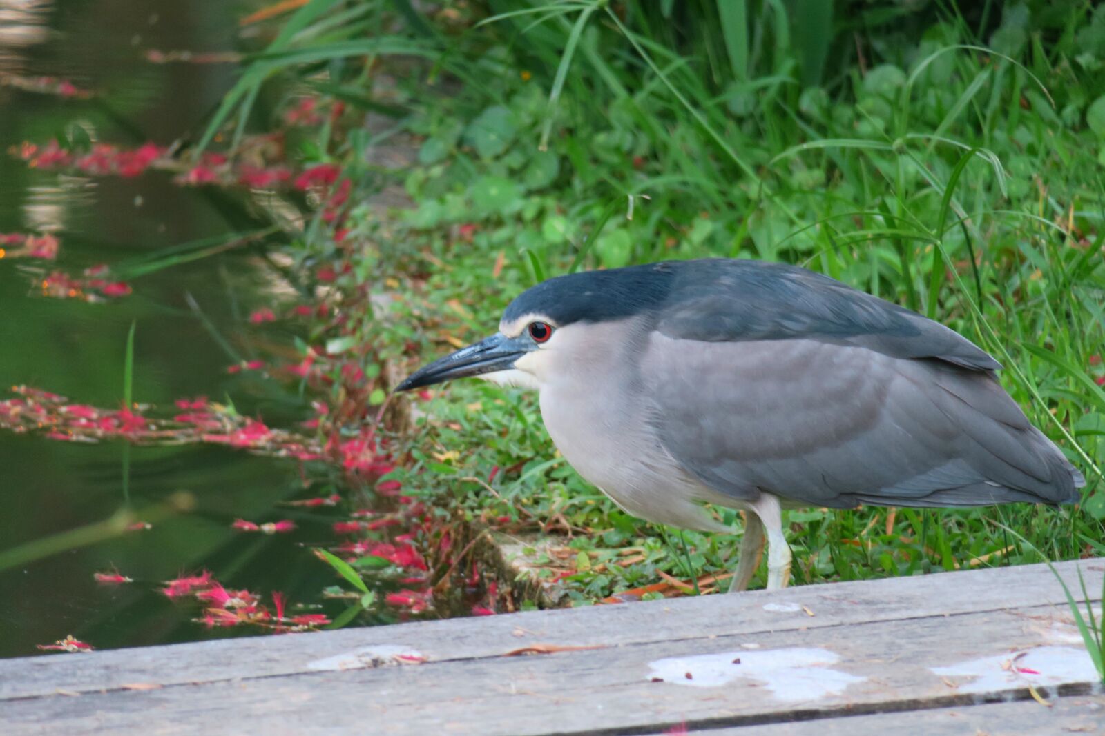 Canon PowerShot G3 X sample photo. Bird, nature, wildlife photography