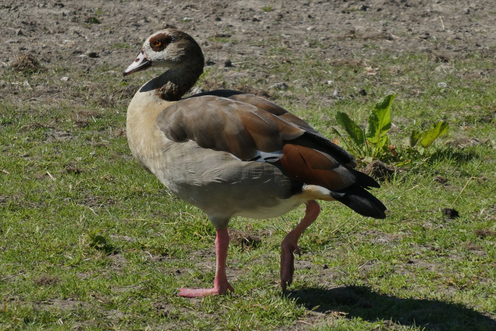 Panasonic Lumix DC-ZS70 (Lumix DC-TZ90) sample photo. Nile goose, bird, feathers photography