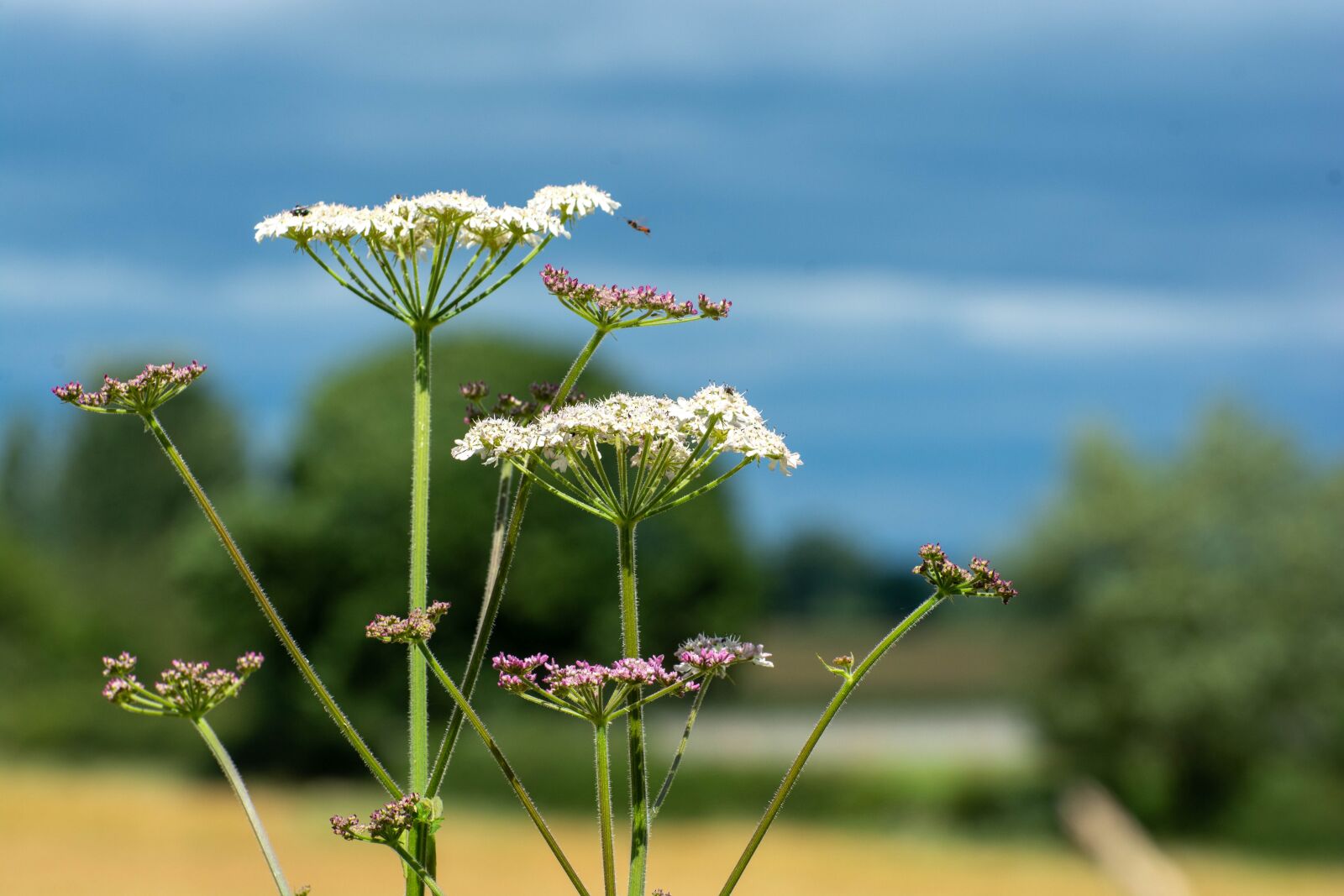 Nikon D7100 sample photo. Wild flower, sky, blue photography