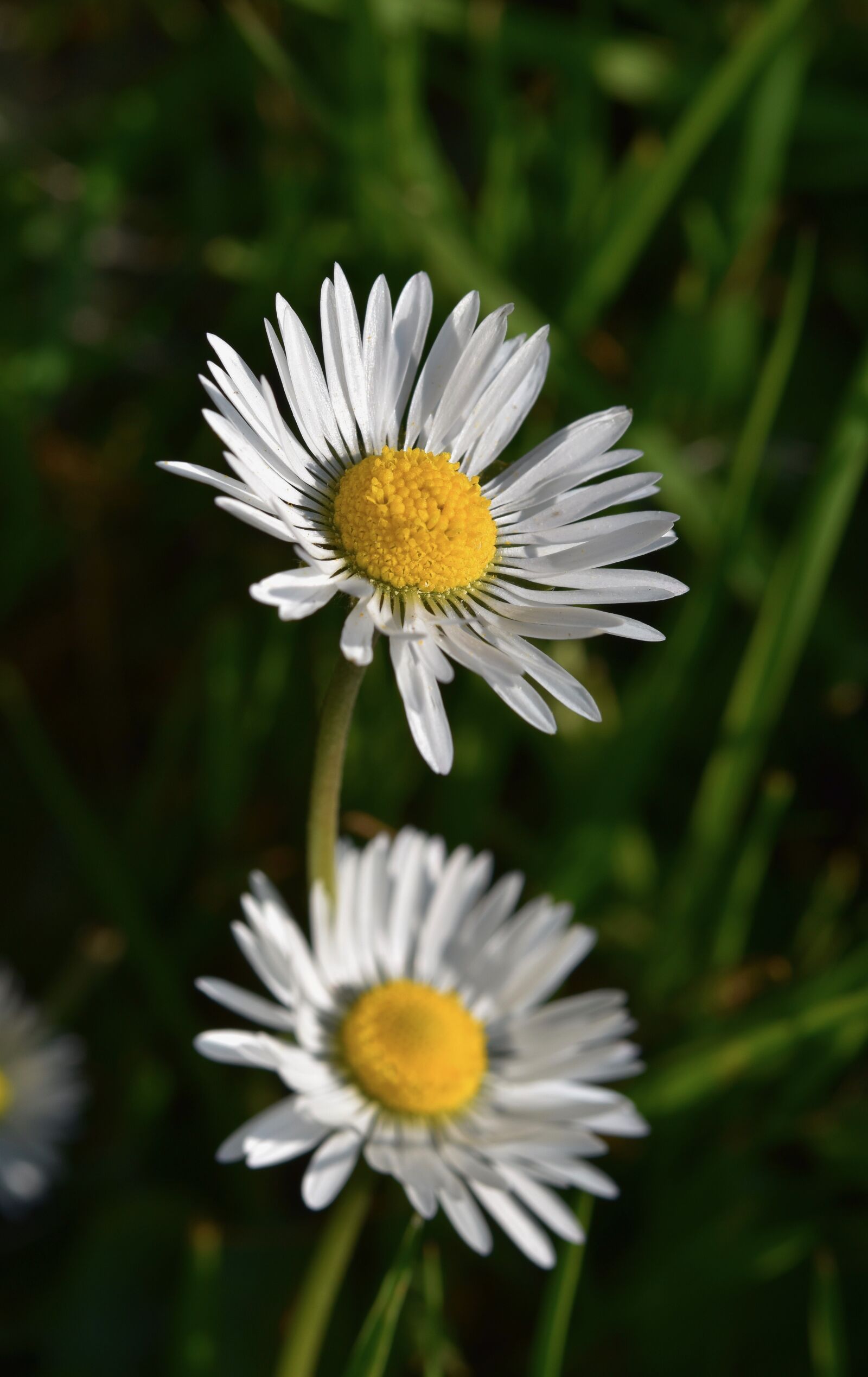 Nikon D5600 sample photo. Flowers, flower, flower daisies photography