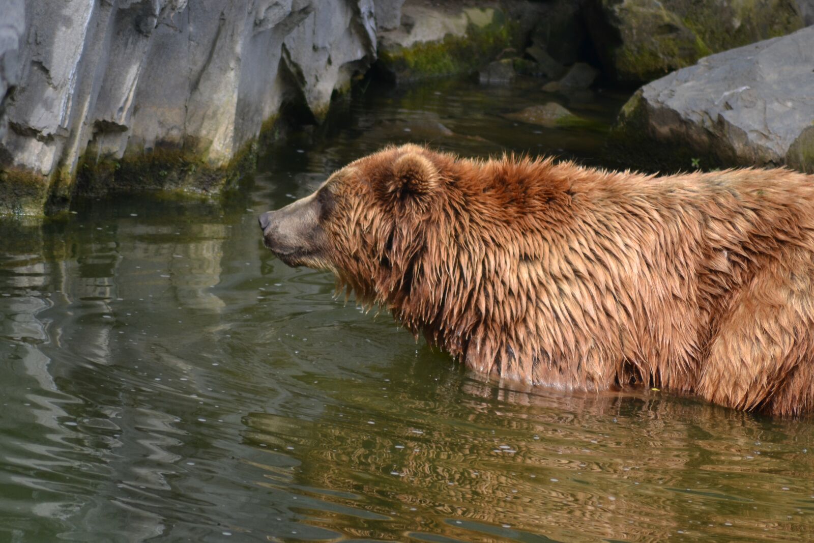 Nikon D3100 sample photo. Bear, water, swim photography
