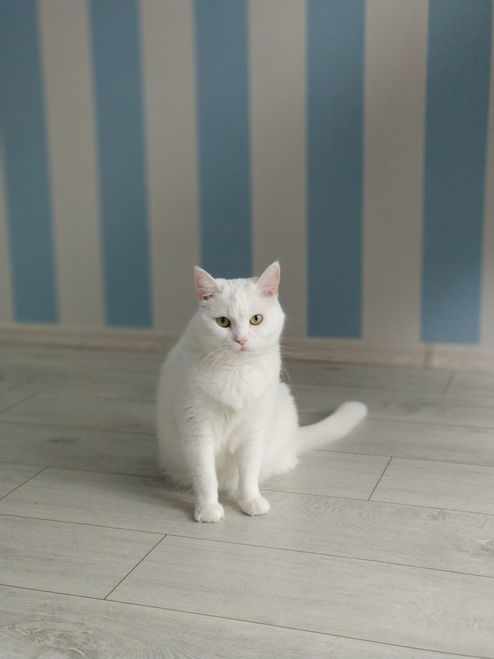 Xiaomi MI6 sample photo. White, cat, animals photography