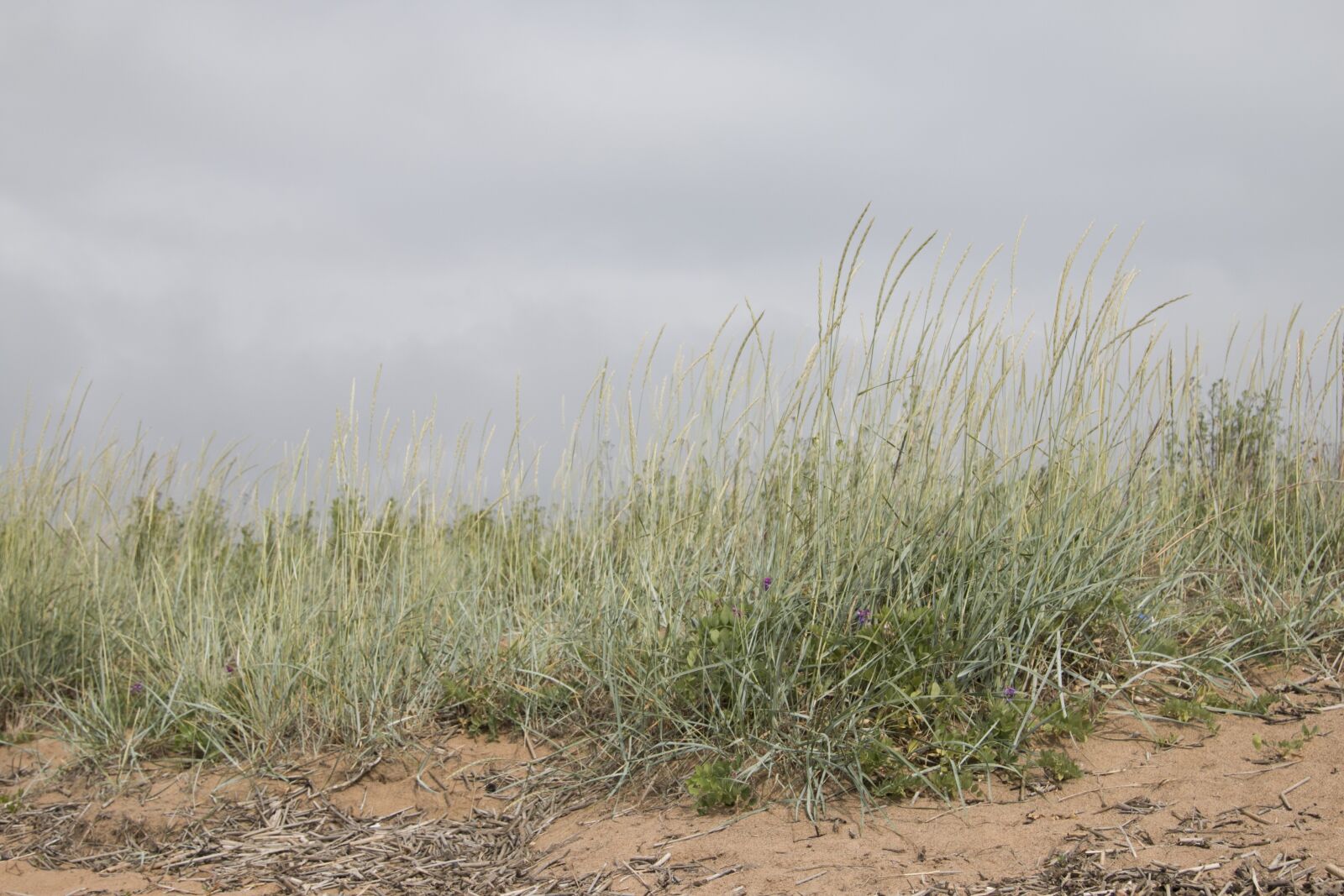 Canon EOS 70D + Canon EF 24-105mm F4L IS USM sample photo. Beach, sand, coast photography