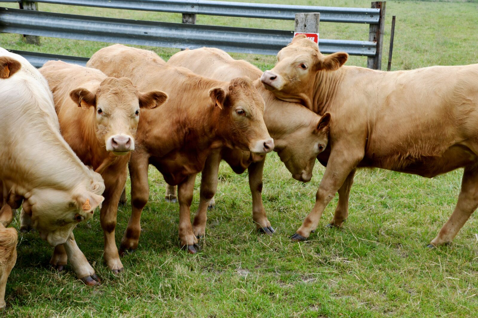 Nikon D3200 sample photo. Cows, group, humor photography