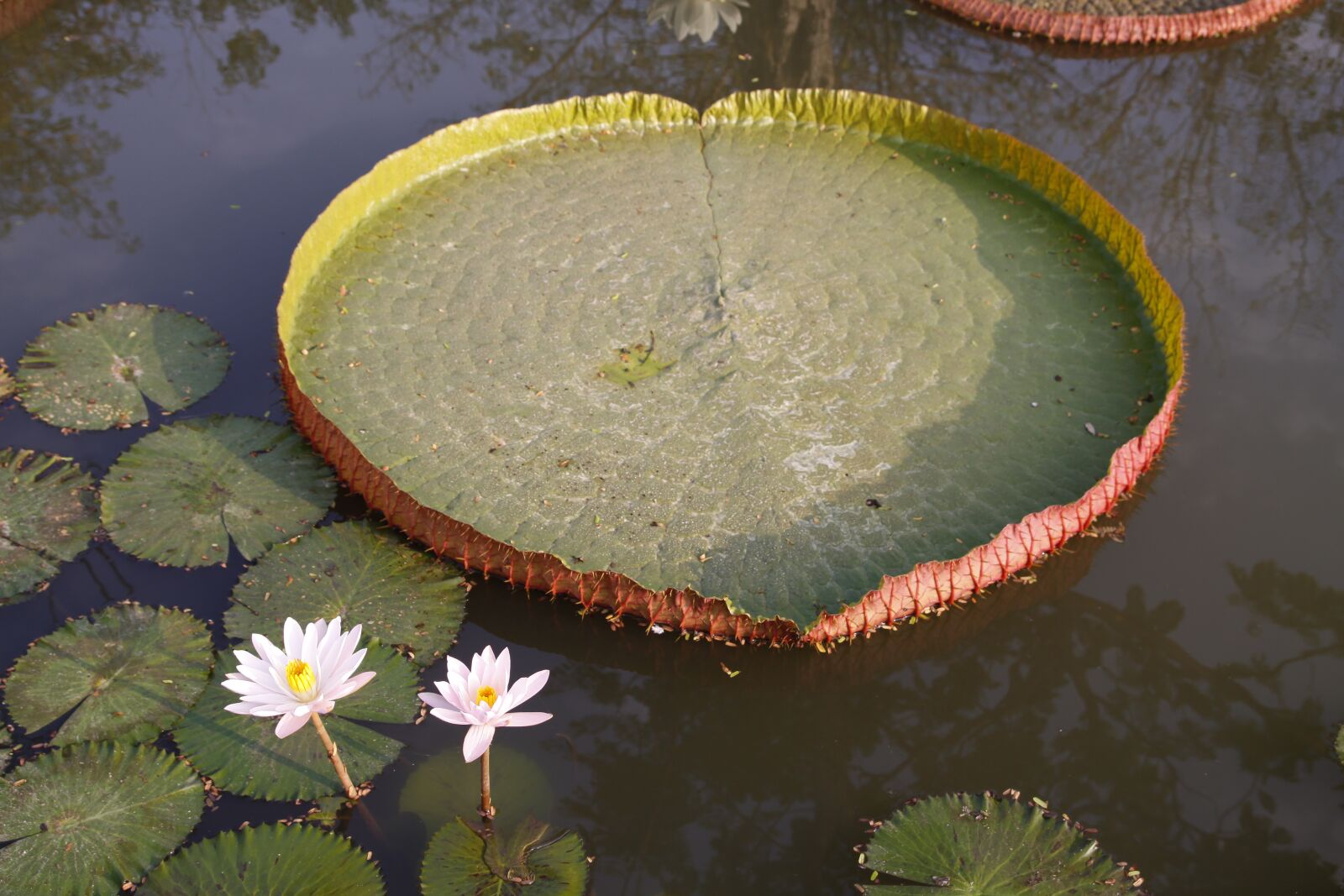 Canon EOS 50D sample photo. Water lily, pond, garden photography