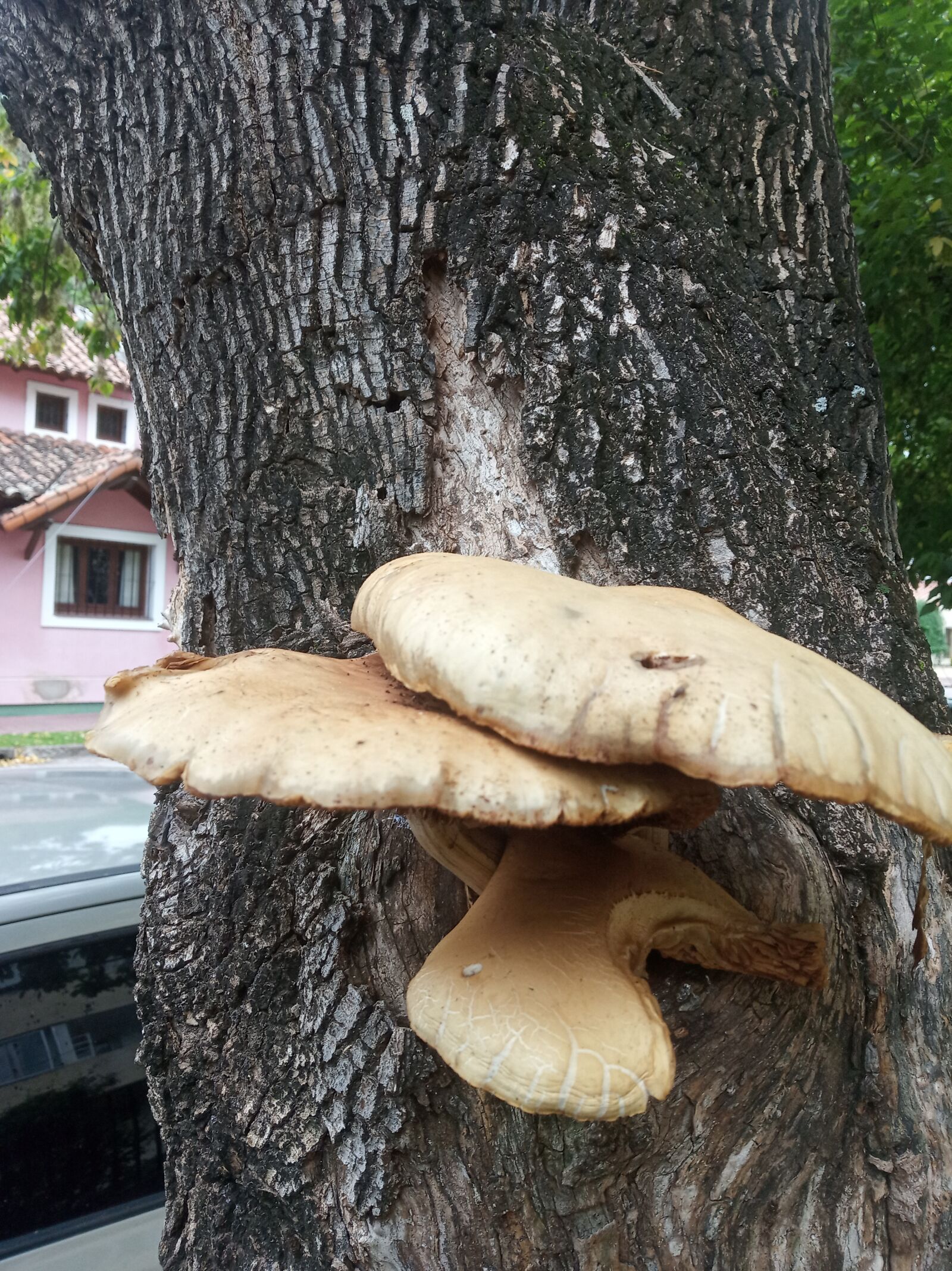 Xiaomi Redmi 6 sample photo. Fungus, mushrooms, lonely photography