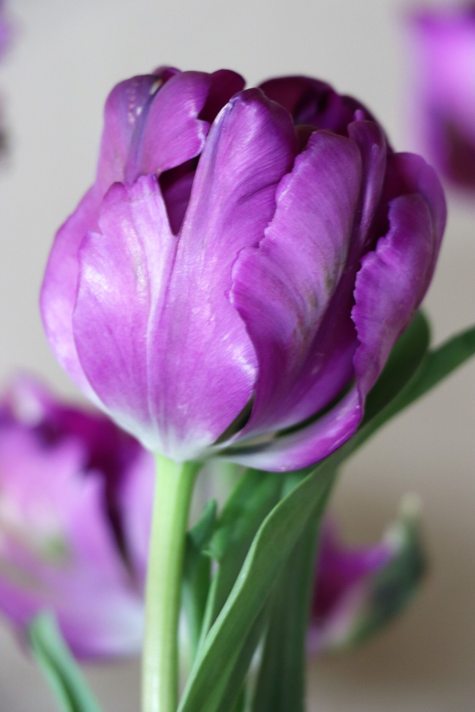 Canon EOS 77D (EOS 9000D / EOS 770D) sample photo. Tulip, purple, bright photography