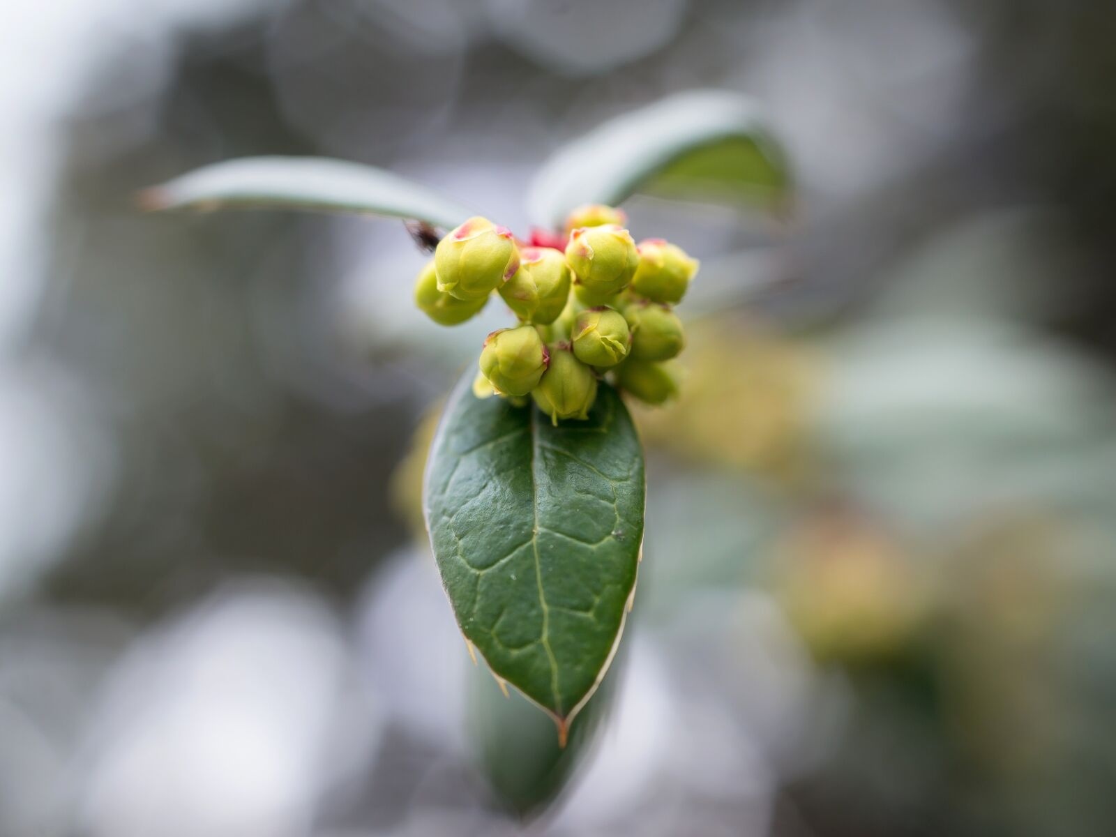 Samsung NX300M sample photo. Barberry, barberry flower, bud photography