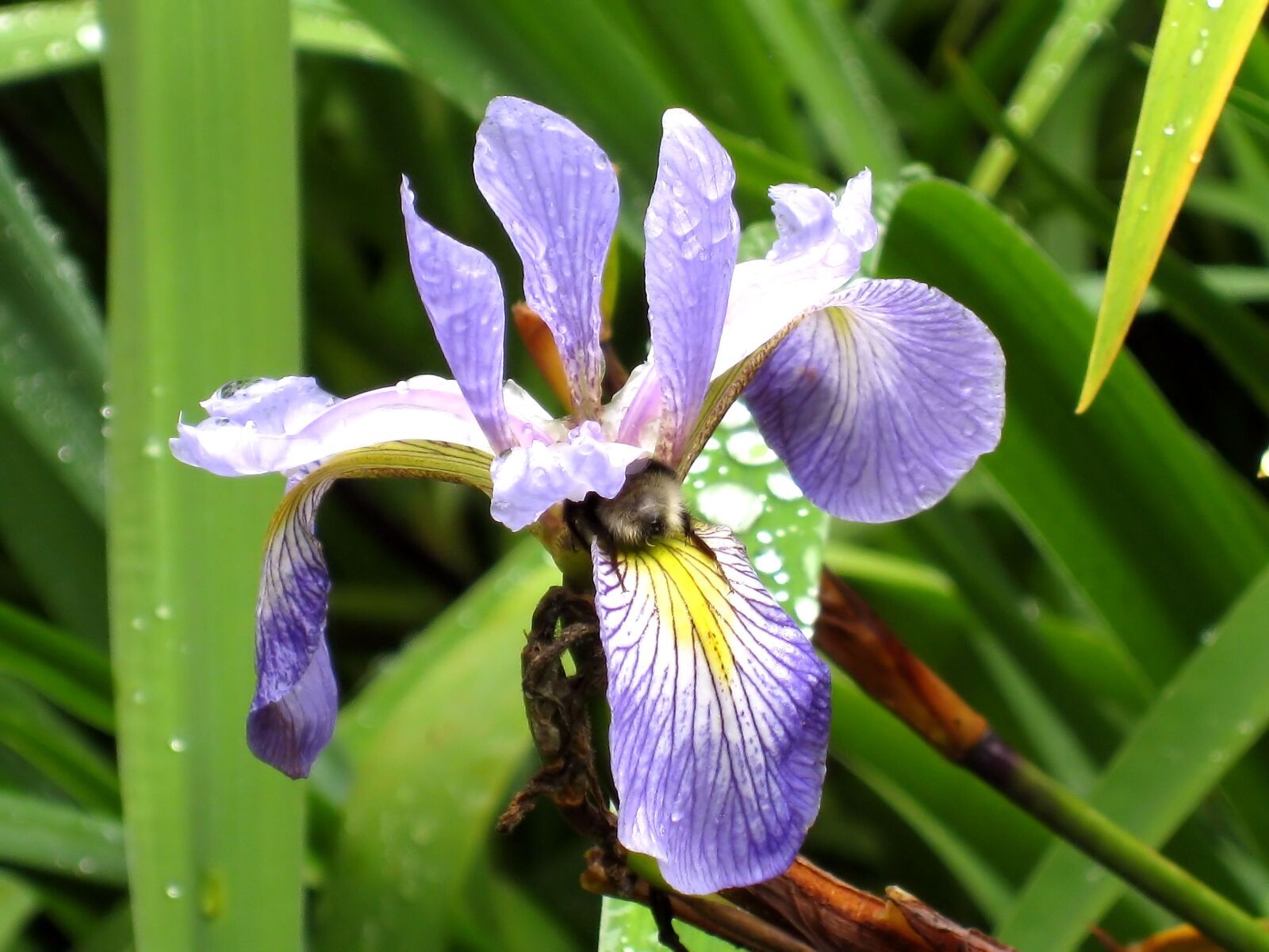 Canon DIGITAL IXUS 950 IS sample photo. Iris, bee, nature photography