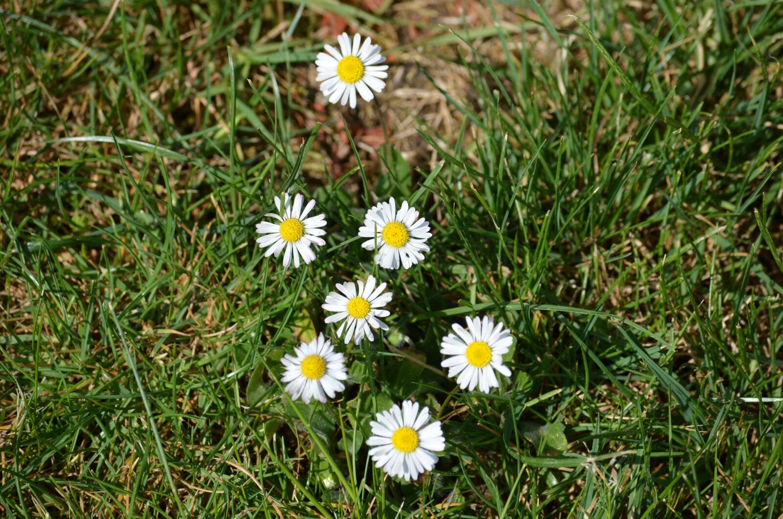 Nikon D5100 sample photo. Daisy, blossom, bloom photography