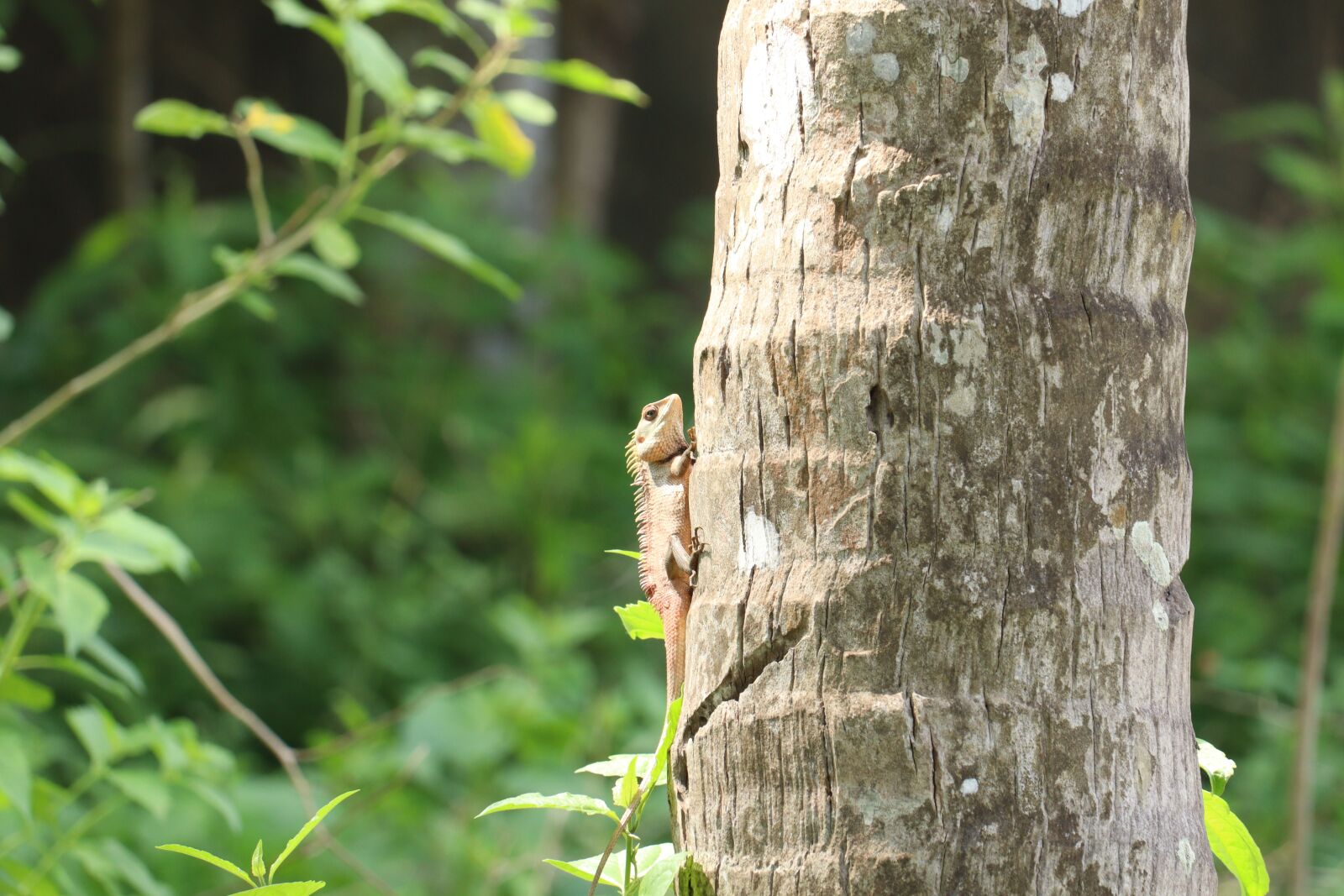 Canon EOS 250D (EOS Rebel SL3 / EOS Kiss X10 / EOS 200D II) sample photo. Chameleon, kerala, tree photography