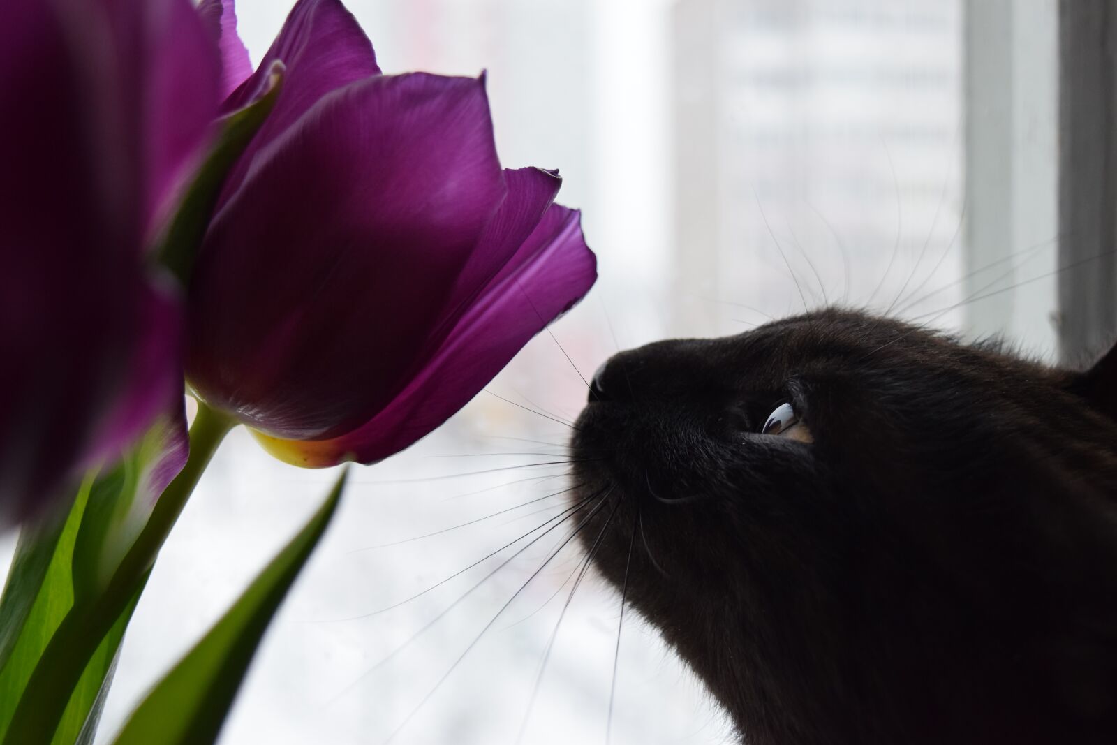 Nikon D5300 sample photo. Cats, animals, cat photography