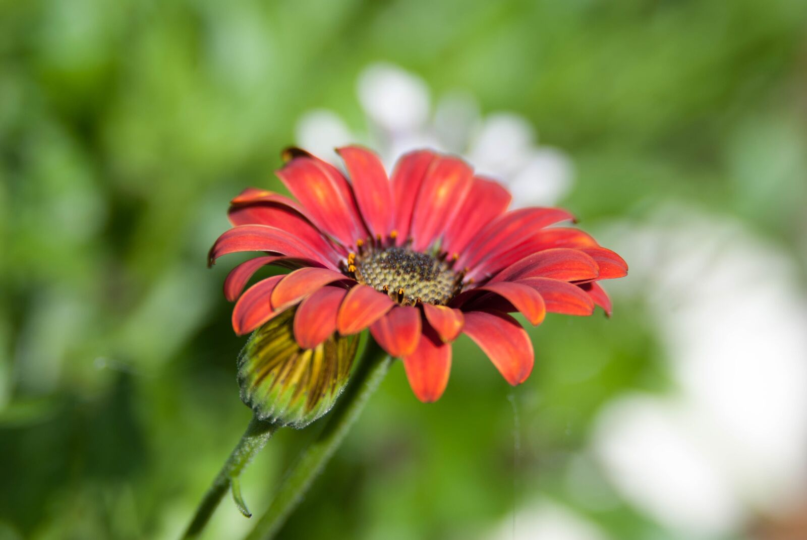 Nikon D80 sample photo. Flower, red, orange photography