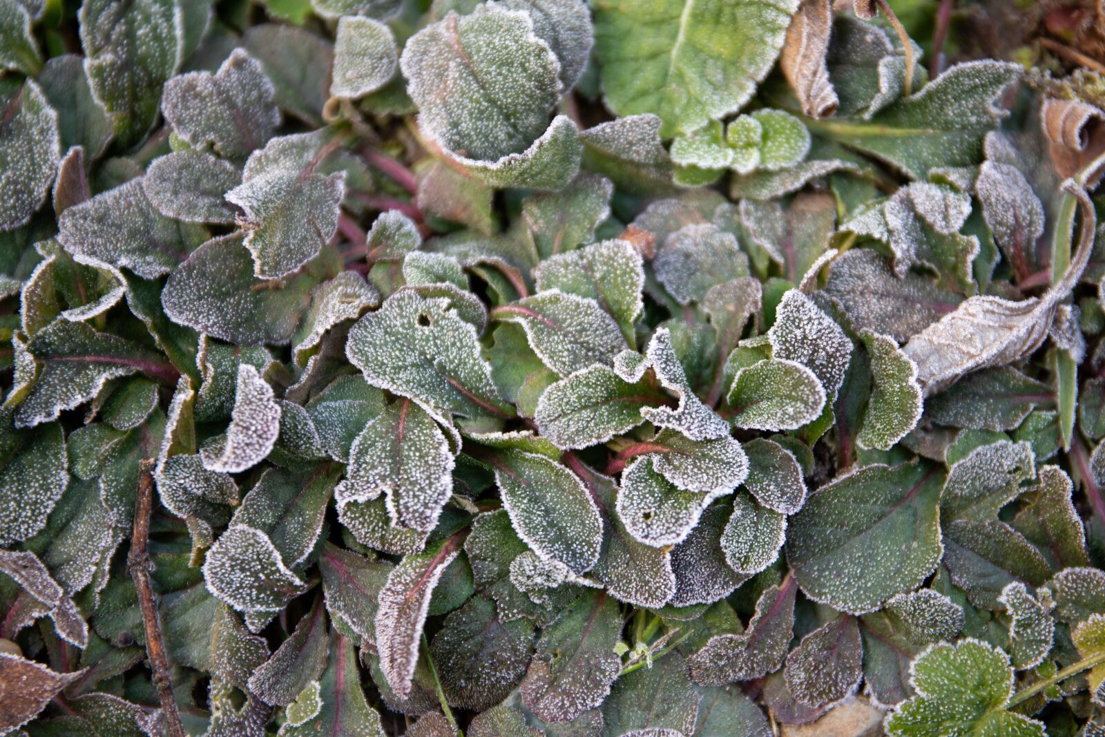 Canon EOS 6D Mark II + Canon EF 24-70mm F4L IS USM sample photo. Leaves, frost, morning photography