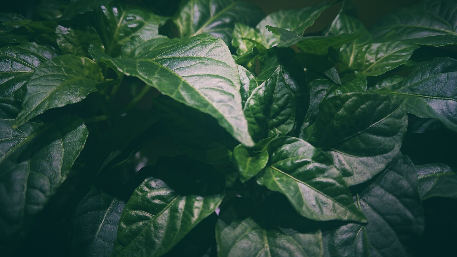 Sony Xperia XZ Premium sample photo. Plant, forest, green photography