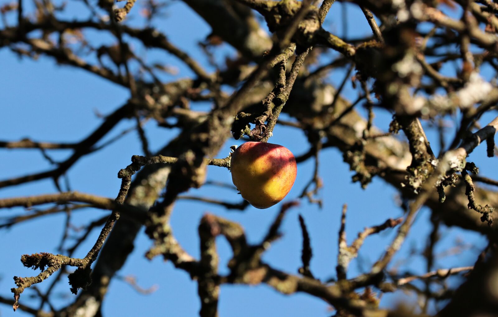 Canon EOS 80D sample photo. Apple, apple tree, autumn photography