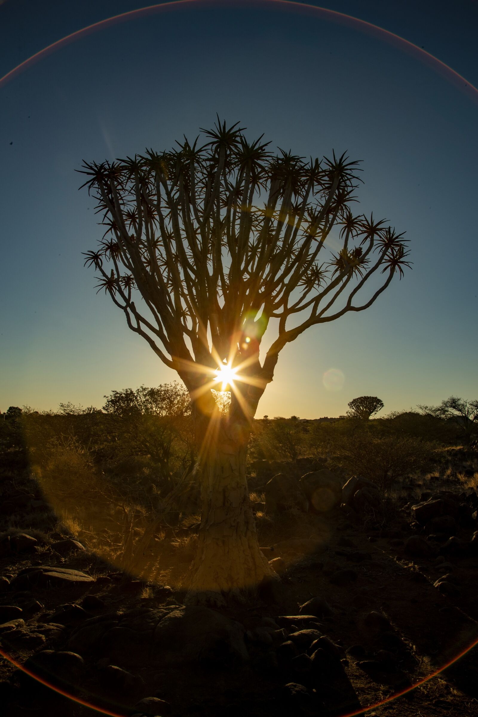 Canon EOS-1D X Mark II + Canon EF 24-105mm F4L IS USM sample photo. Africa, sunset, quiver tree photography