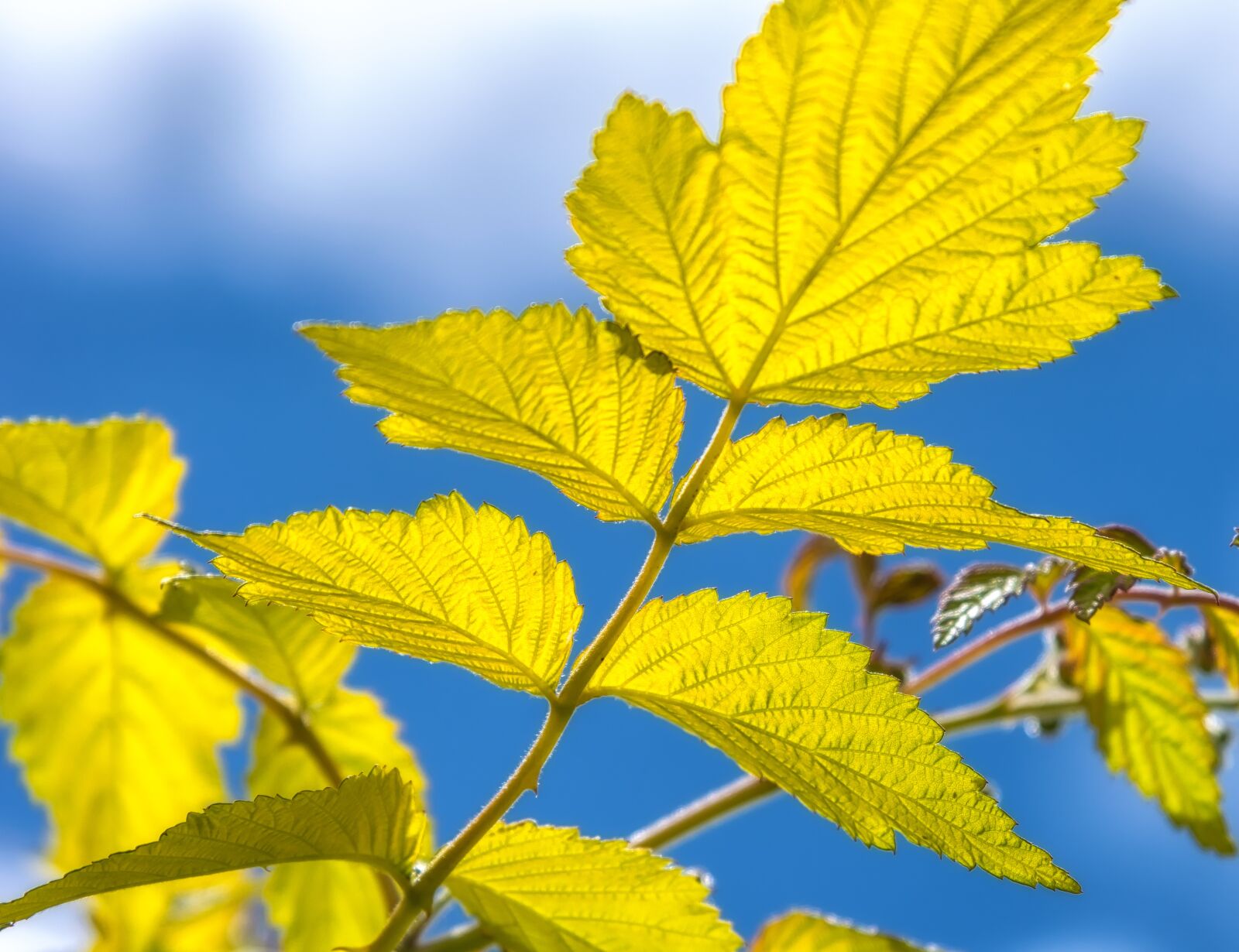 Nikon D3300 sample photo. Summer, leaf, backlighting photography