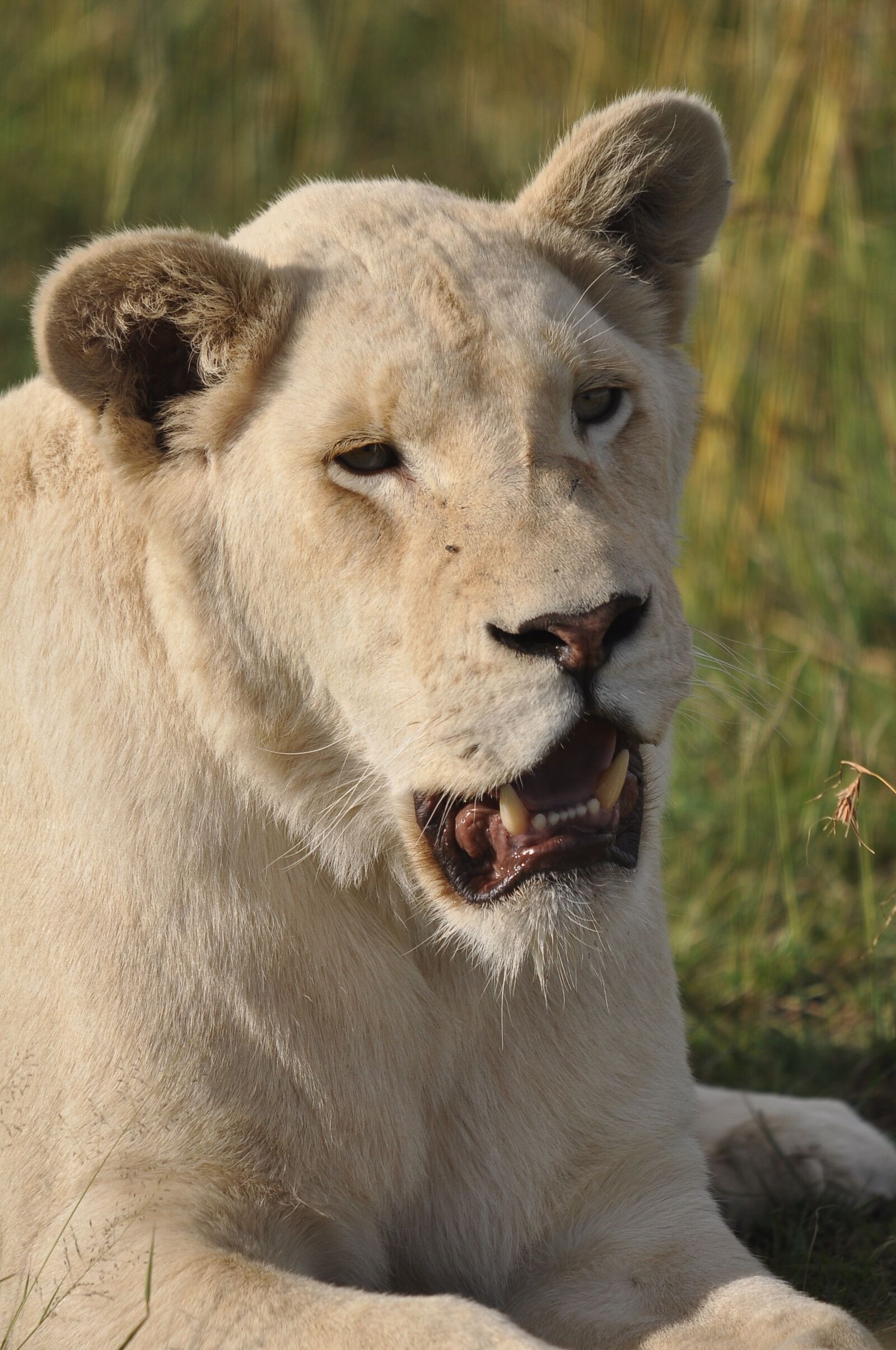 Nikon D90 sample photo. Mammal, wildlife, animal photography
