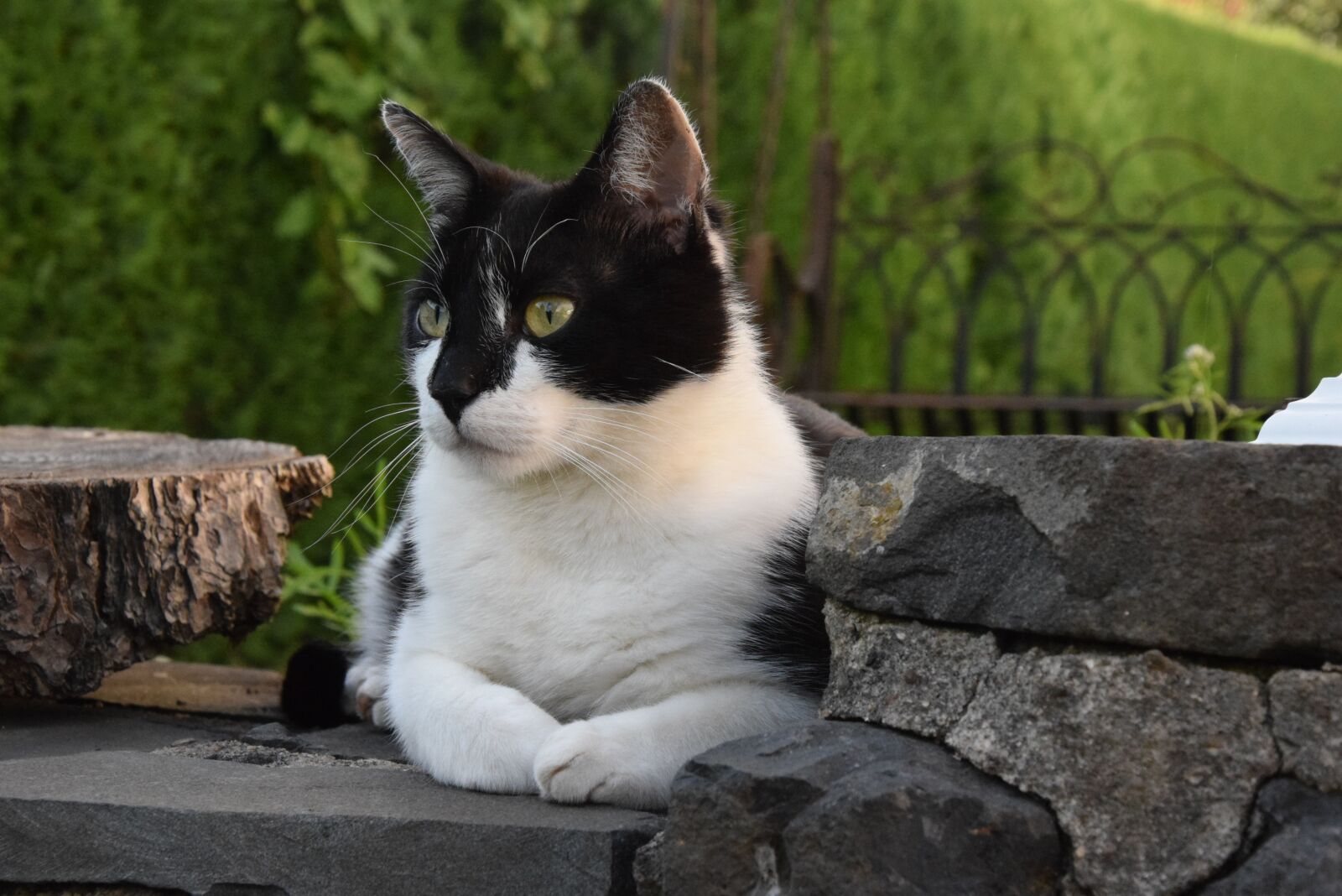 Nikon D5300 sample photo. Cat, hangover watched, black photography