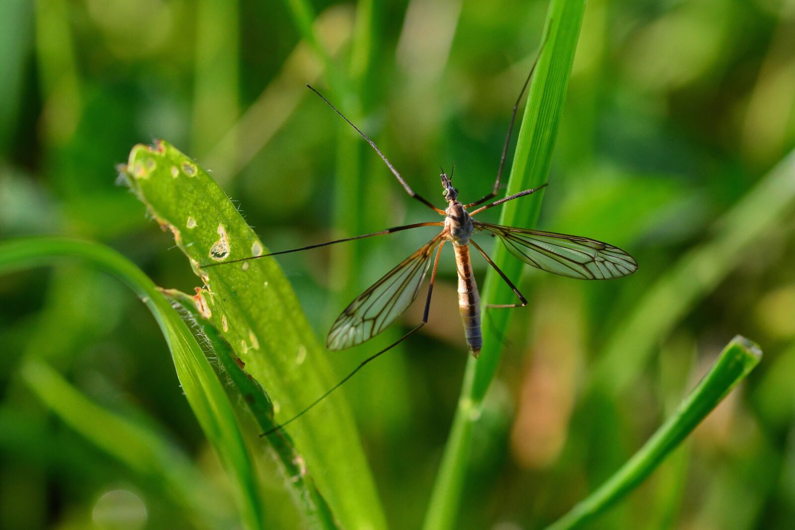 Nikon D5200 sample photo. Insect, meadow, nature photography