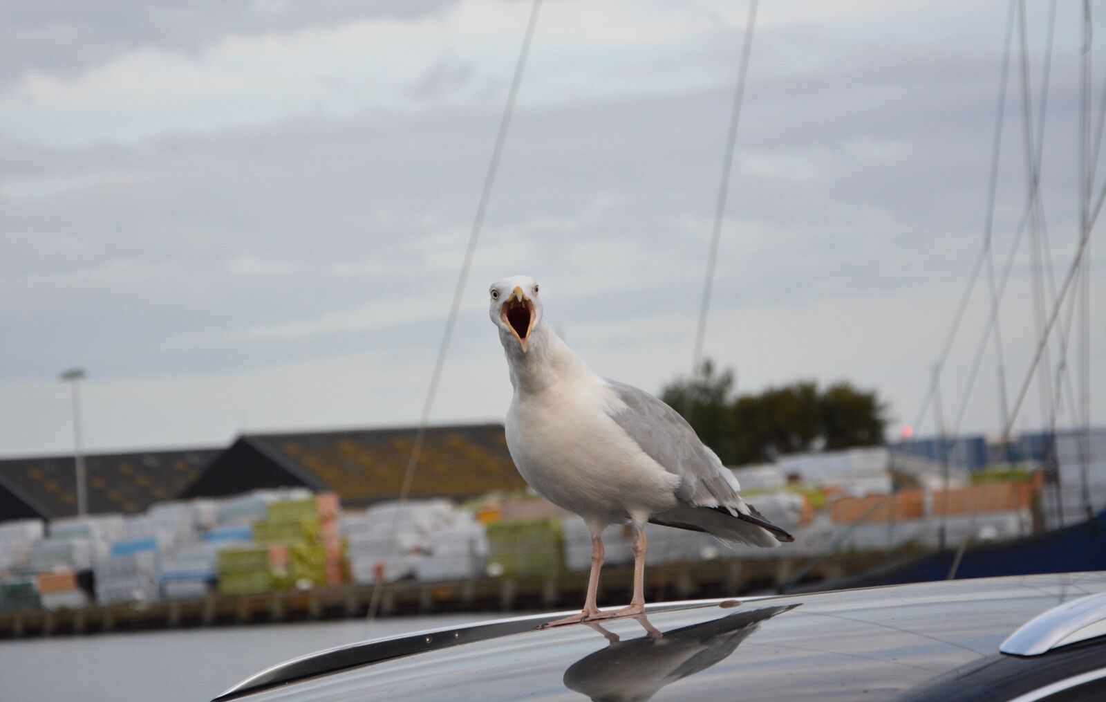 Nikon D5200 sample photo. Seagull sings, song of photography