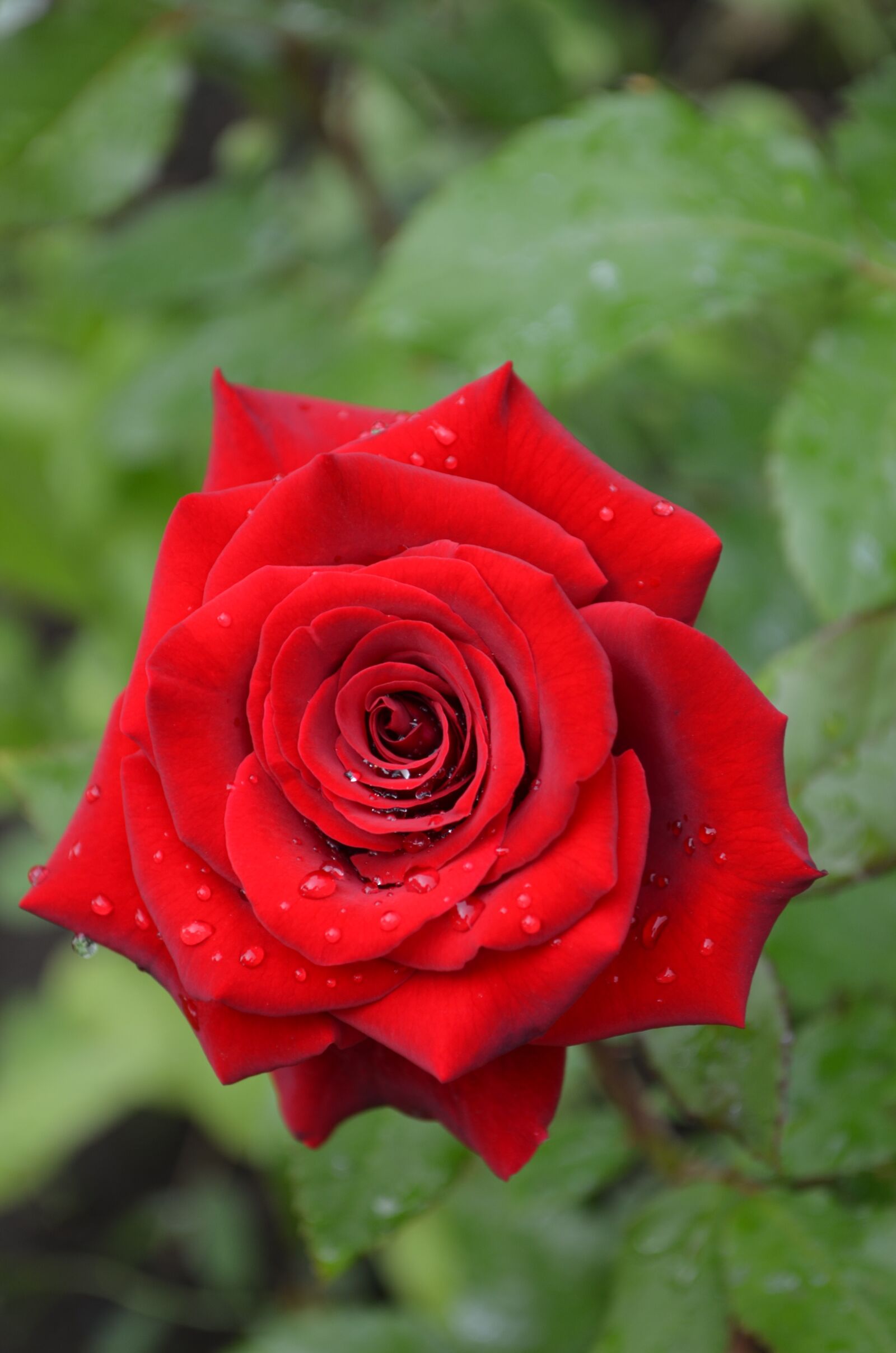 Nikon D5100 sample photo. Rose, red rose, red photography